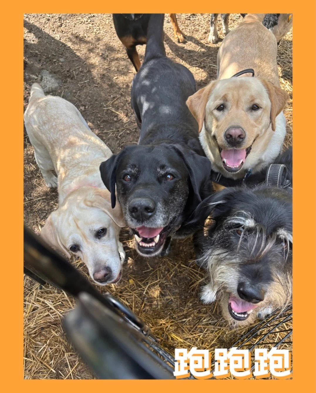 cheese..! 🧀 

#dogsofinstagram #dogsofinsta #puppylove