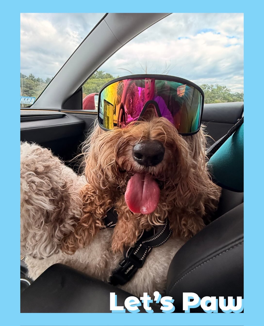 Check out our passenger babies 😛

#dogsofinsta #dogsofinstagram #dogs #puppy