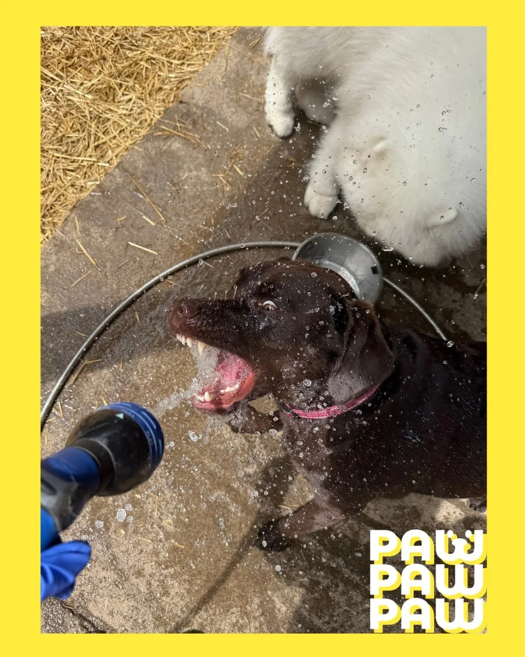 How we drink water&hellip;

#dogsofinstagram #dogslife #puppy #dogstagram