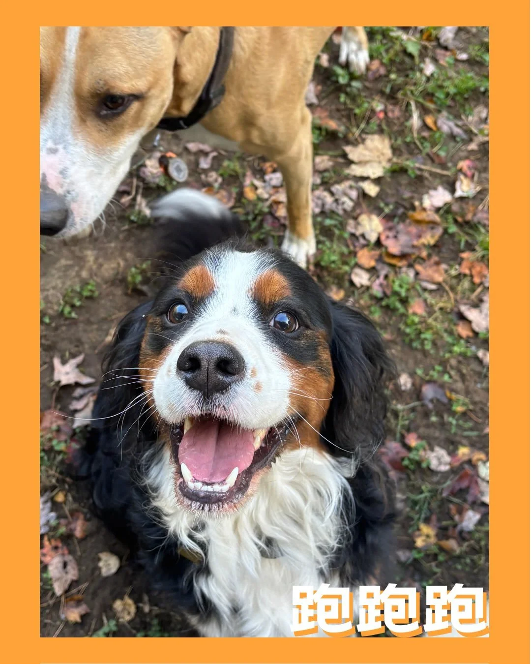 say cheese..!🧀 

#dogsofinstagram #dogsofinsta #dogslife #dogsarethebest