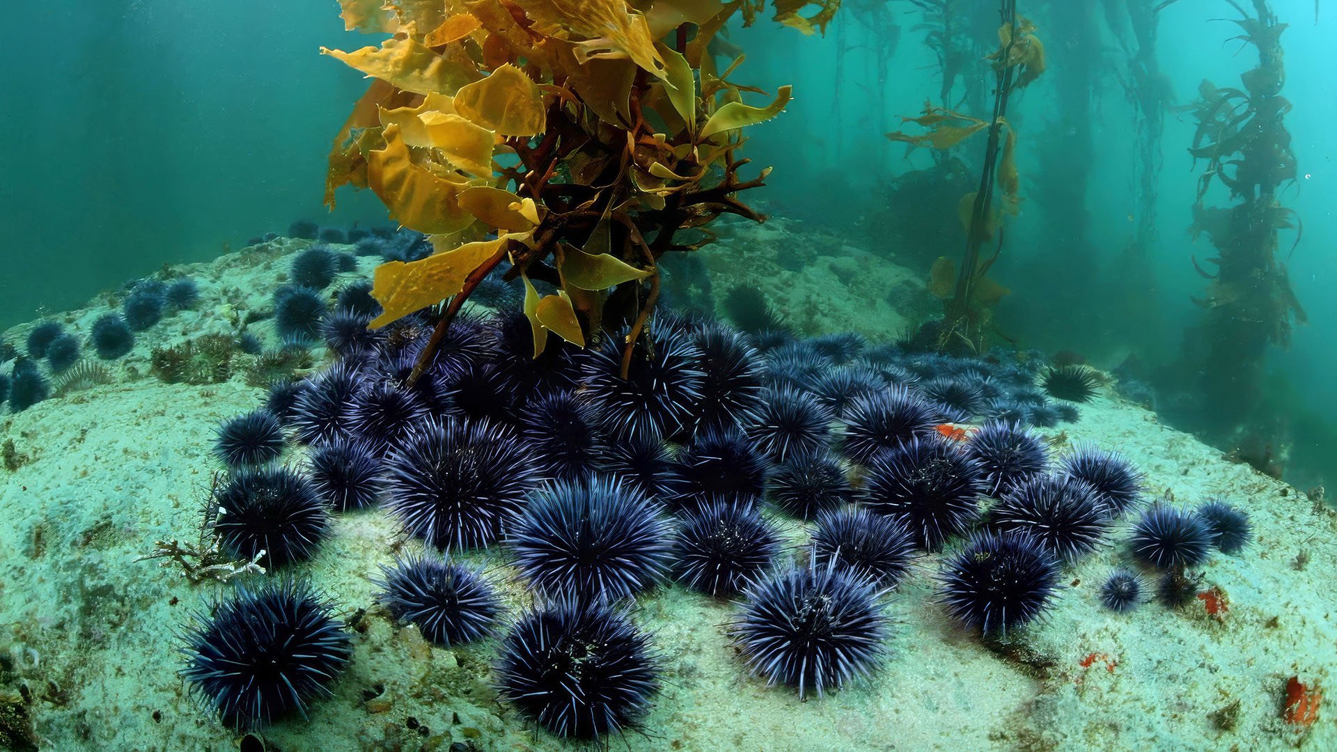 An urchin diver’s underwater portrait of El Niño