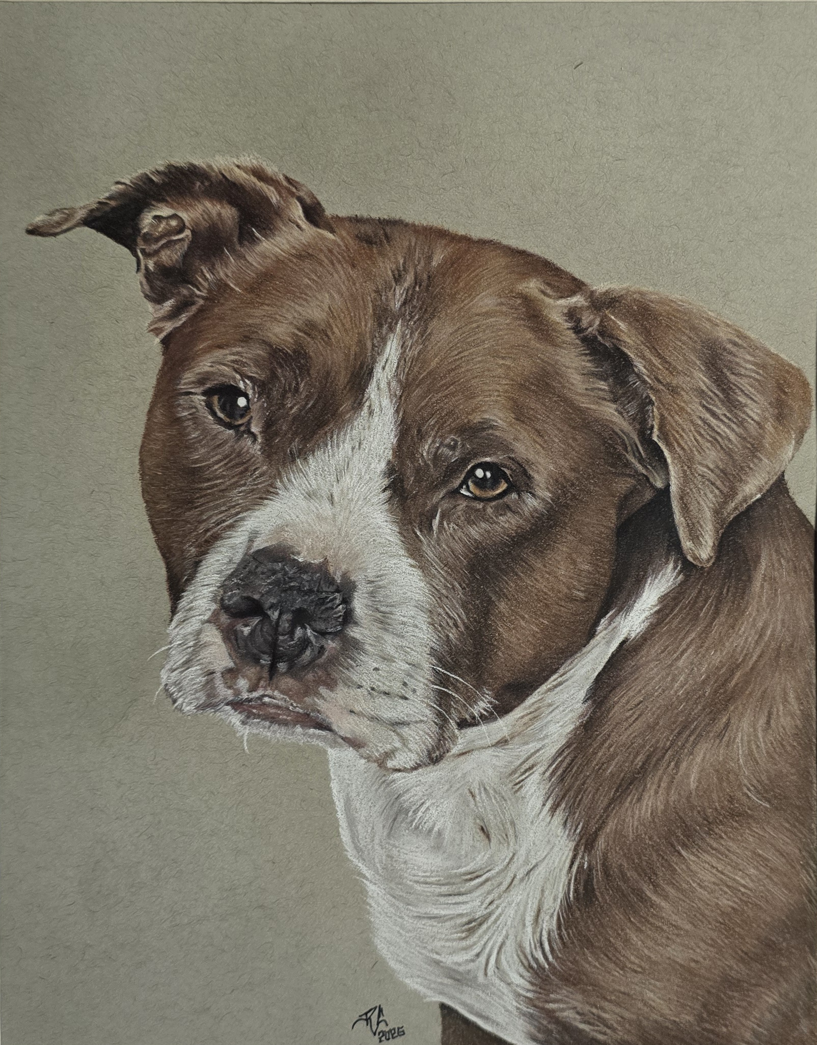 Pitbull drawing, brown and white, sweet face, soft eyes, colored pencils, soft pastels