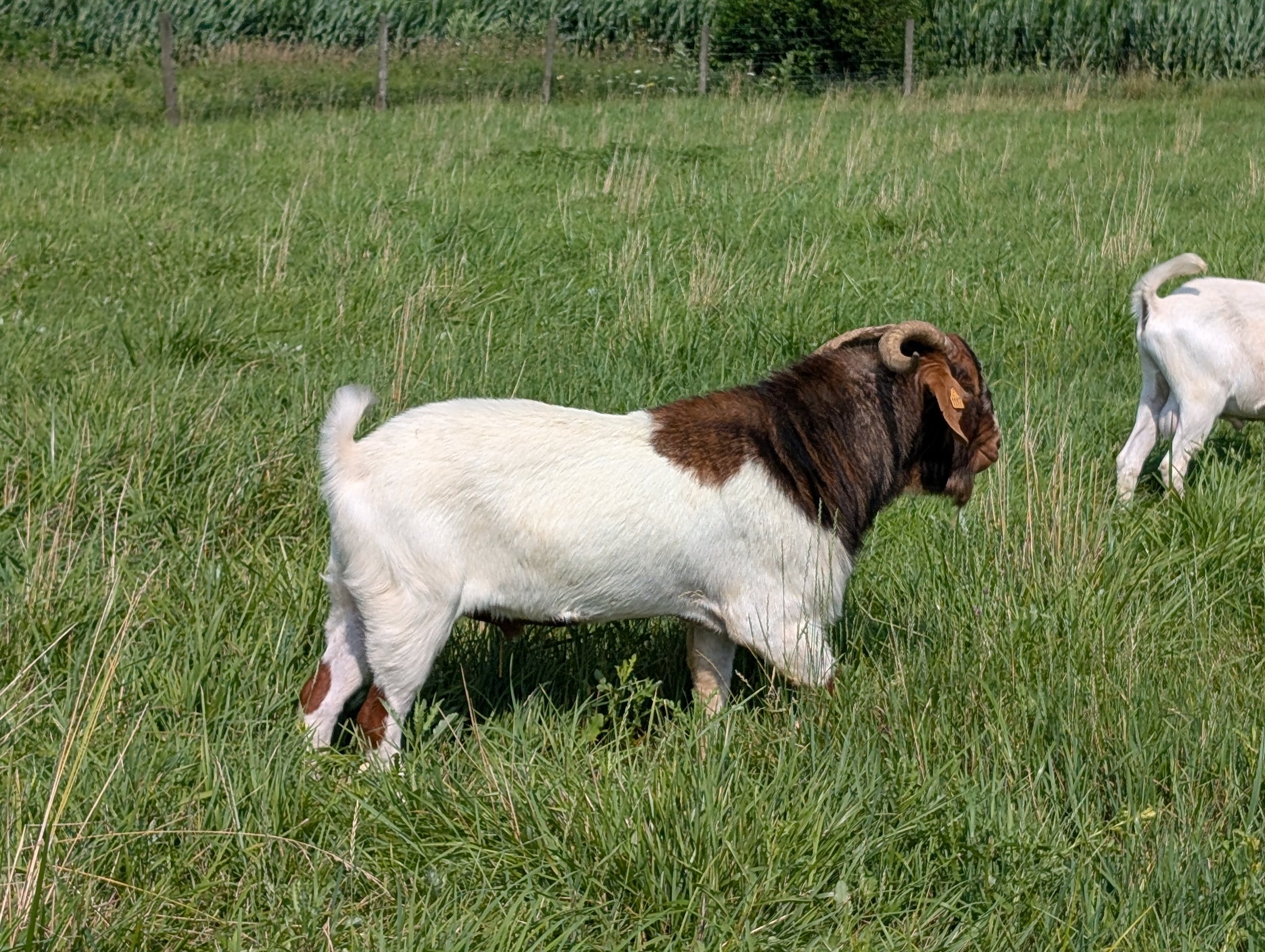 Boer Buck