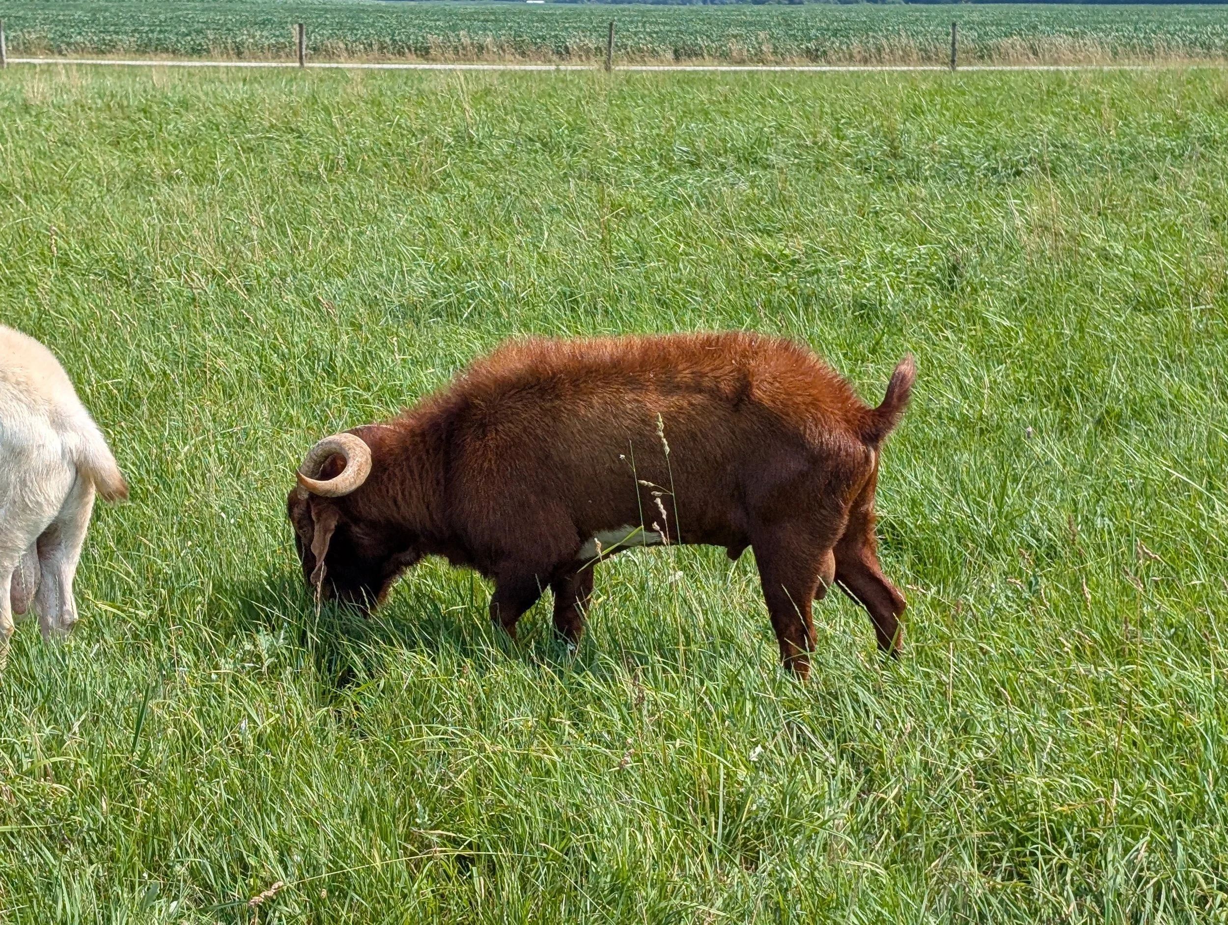 Boer Buck