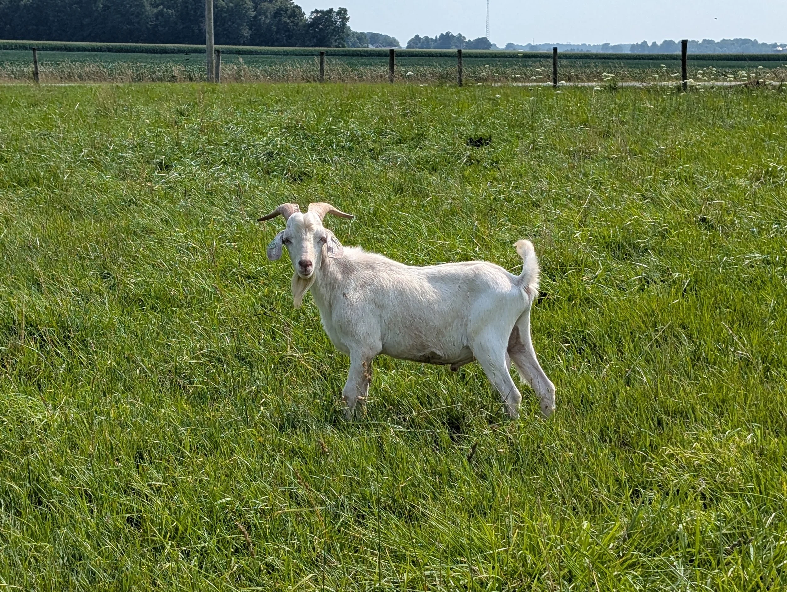100% New Zealand Kiko Sire