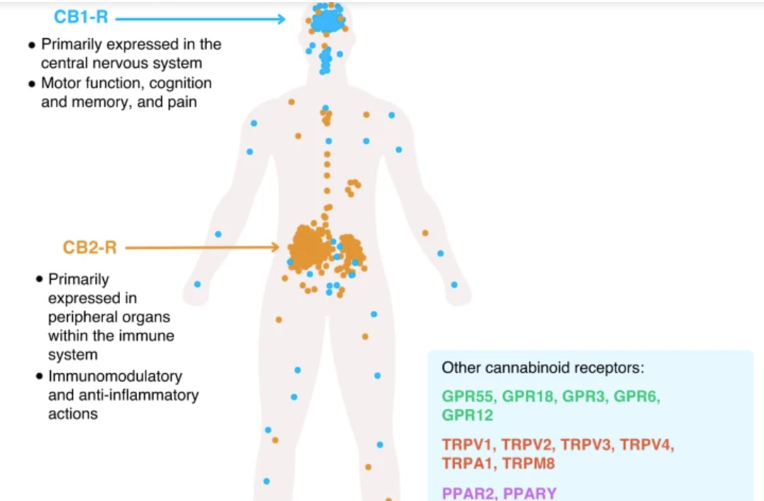 Exploring the connection between CBD &amp; Gut Health