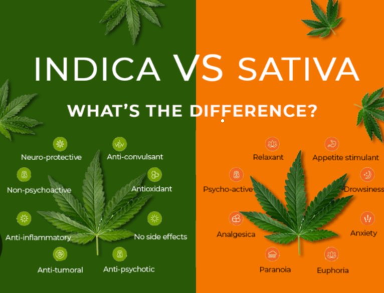 Why Sativa &amp; Indica Matter for CBD
