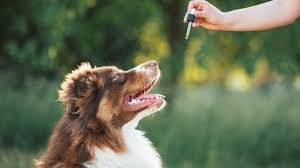 CBD for Pet Wellness: How It Can Help with Anxiety, Pain, and Aging in Dogs and Cats