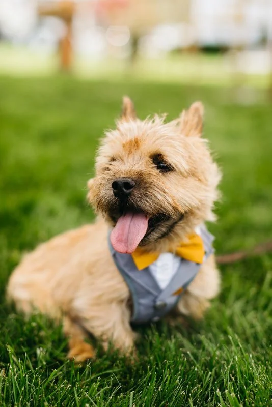 AFA Rentals Flanagan Farm Wedding 19.jpg