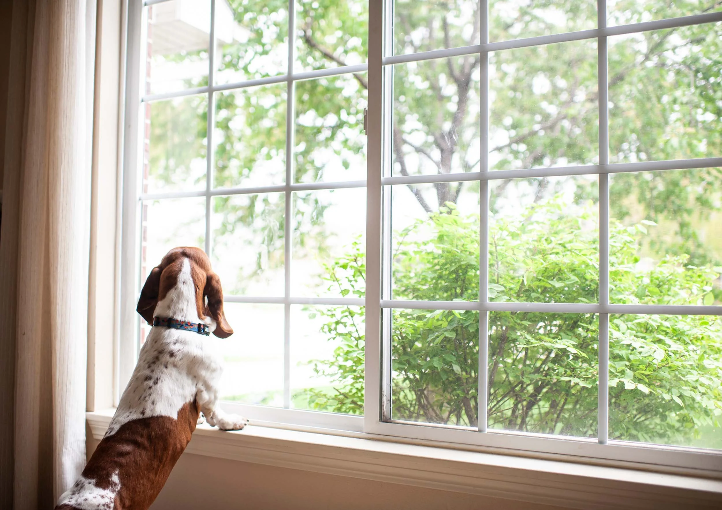 A brown and white puppy, wearing a collar, with front paws on the windowsill, looking out a window at green trees and shrubs outside.