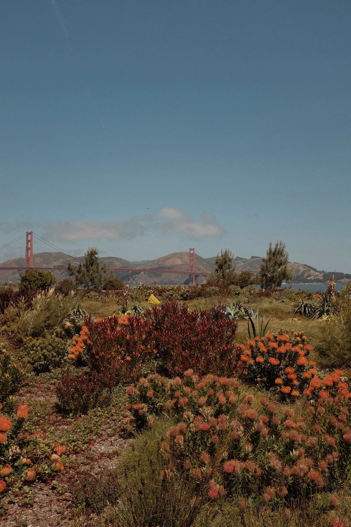 View of the Golden Gate Bridge in San Francisco, California, with a foreground of desert plants and flowers under a clear blue sky.