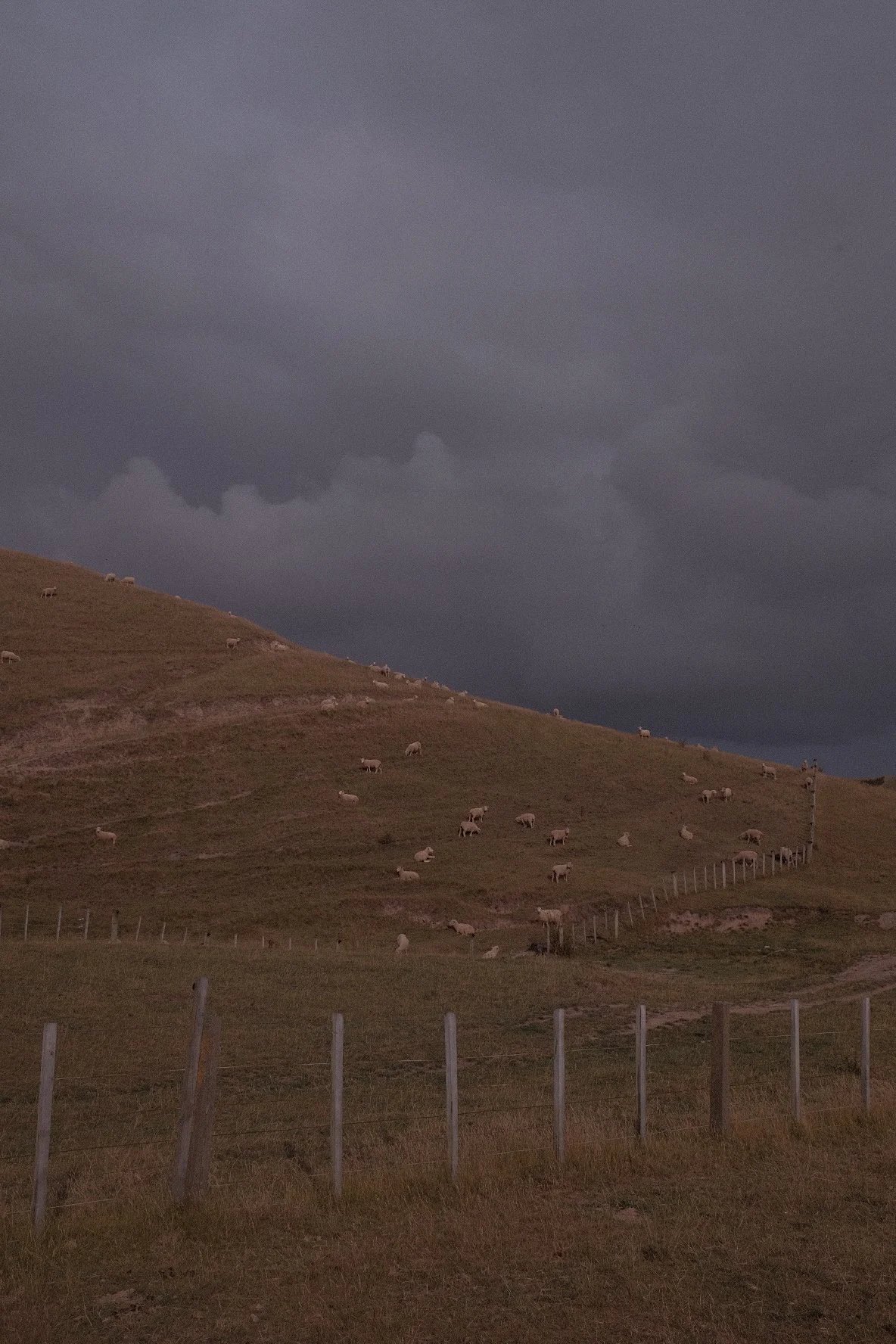 Sheep grazing on a grassy hillside beneath a dark, cloudy sky, with a wooden fence in the foreground.