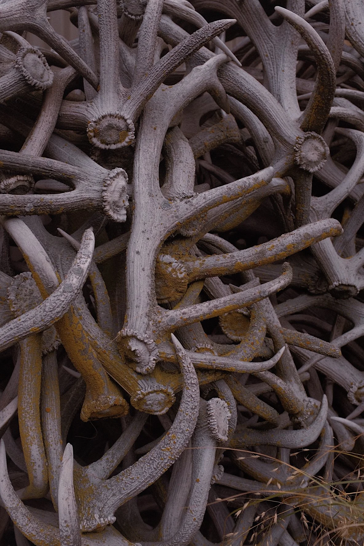 Stack of intertwined deer antlers.