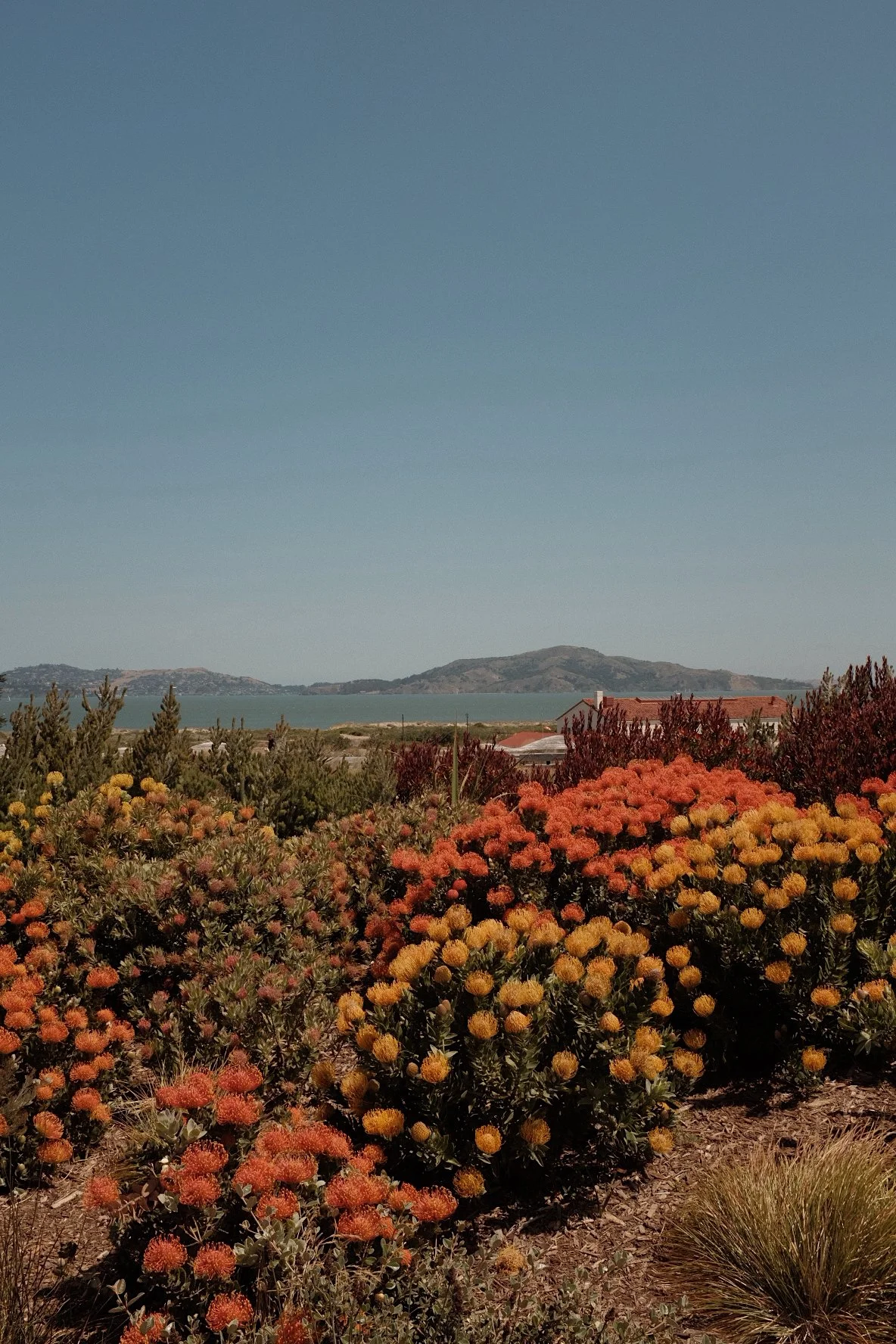 A landscape with a garden of orange and yellow flowers in the foreground, a lake in the middle ground, and hills on the horizon under a clear blue sky.