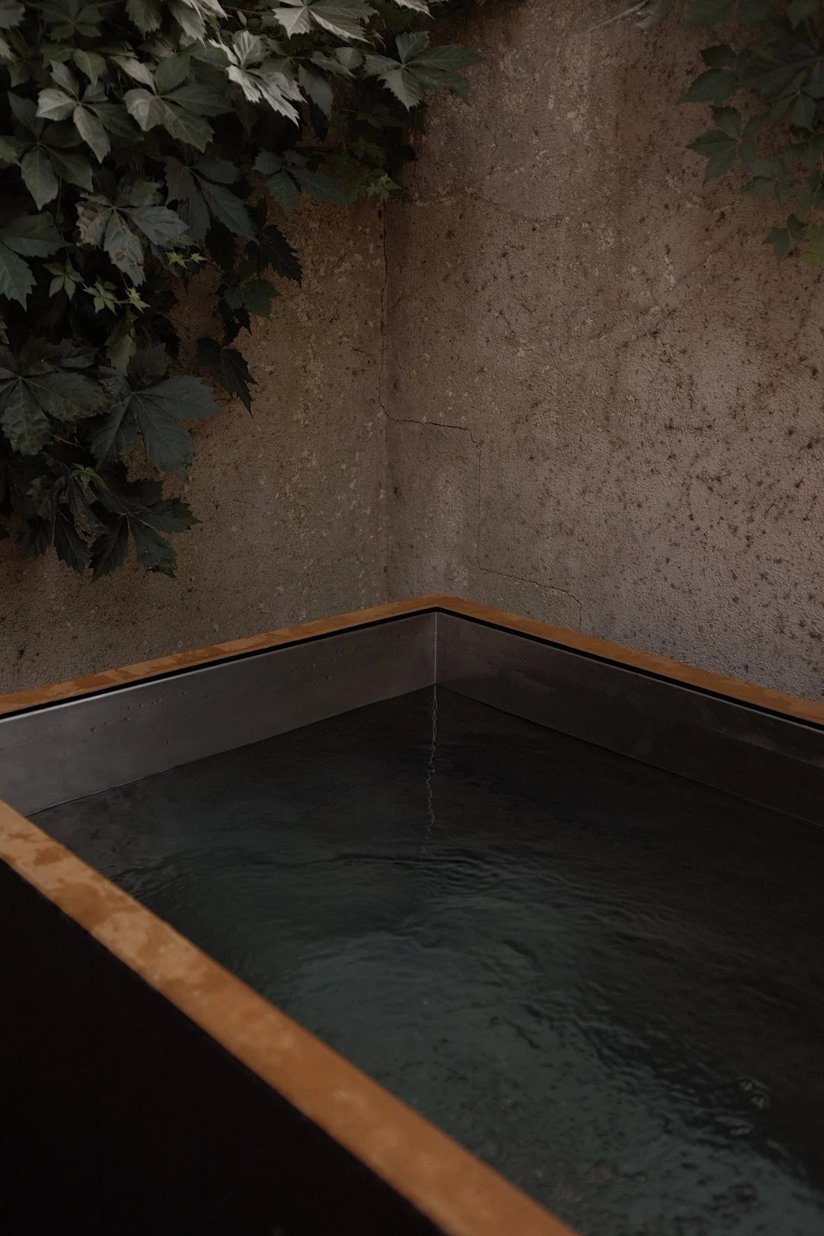 A corner of a hot tub with dark water, against a textured cement wall with green plants hanging down.