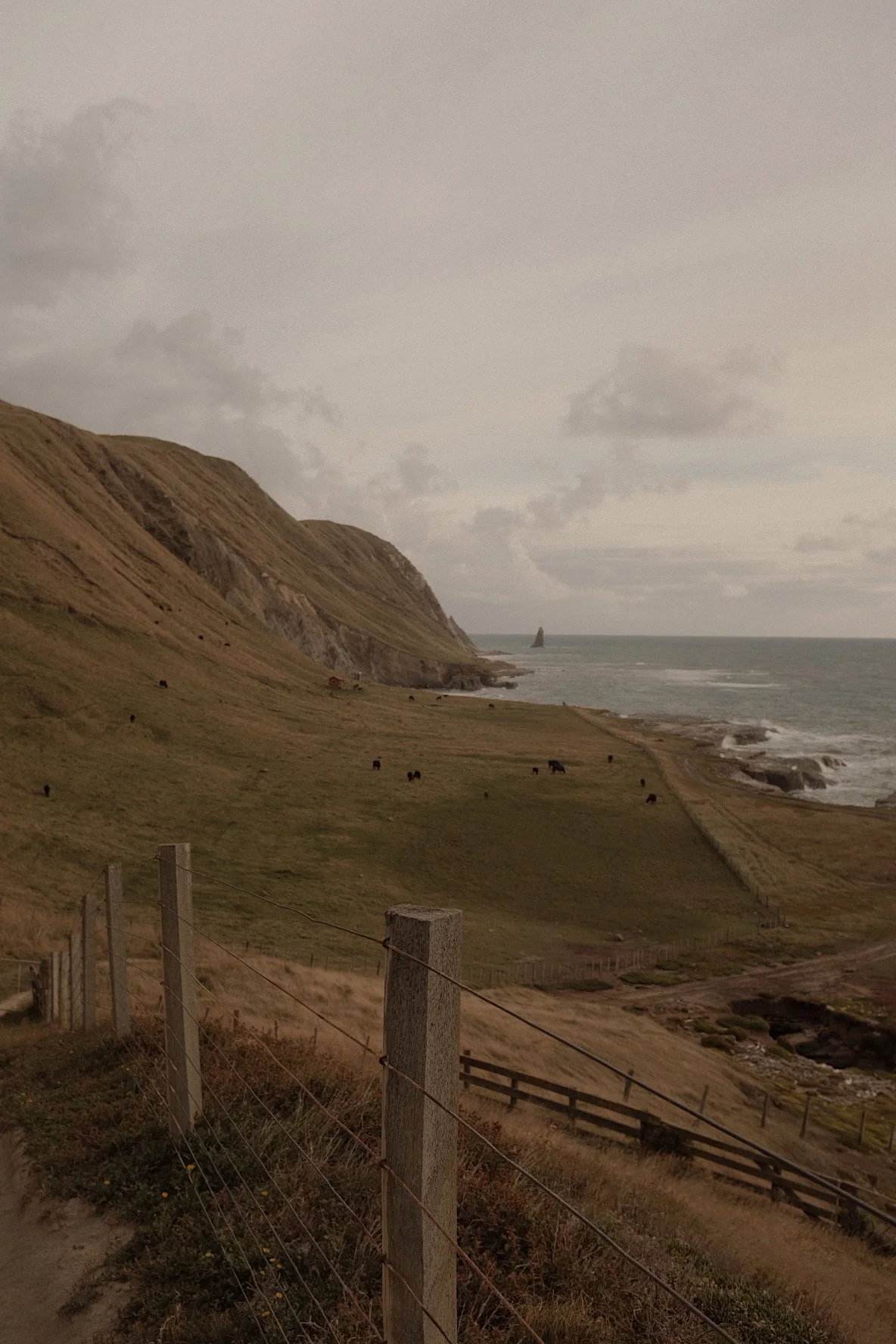 Coastal landscape with grassy hills and grazing cows, overlooking a rocky shoreline and the ocean under an overcast sky.