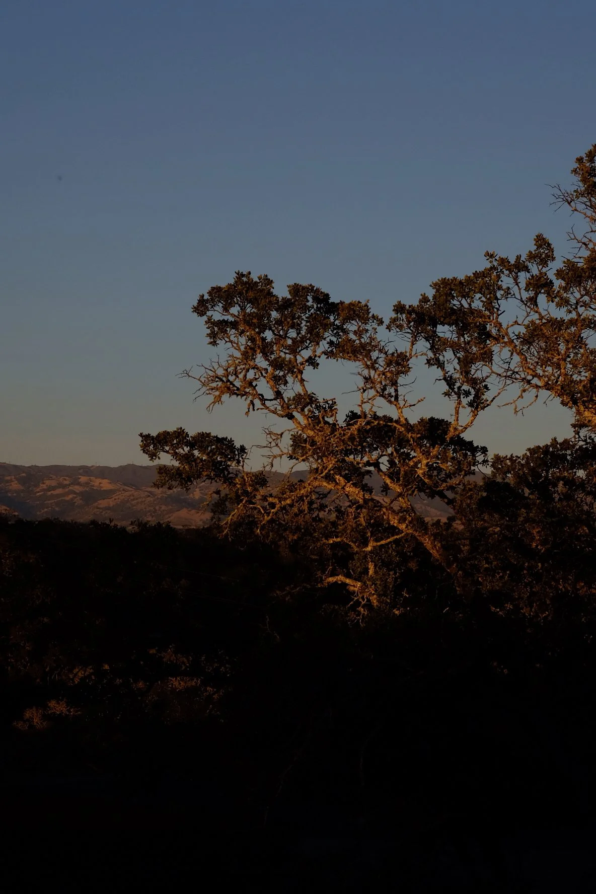 Tree silhouette at sunset with mountains in the background.