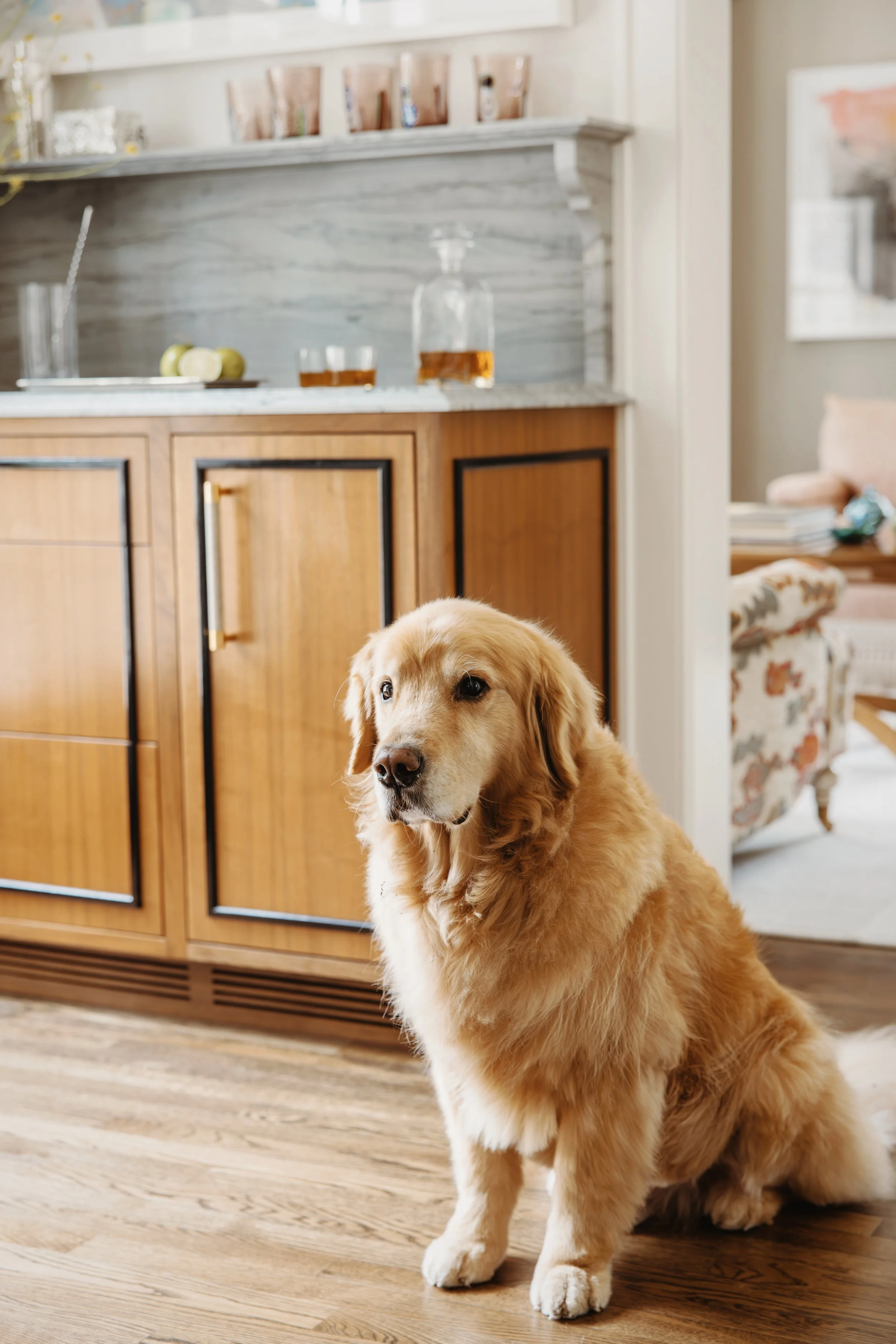 Golden retriever dog sitting on a hardwood floor in a living room, with a wooden cabinet and a kitchen in the background.
