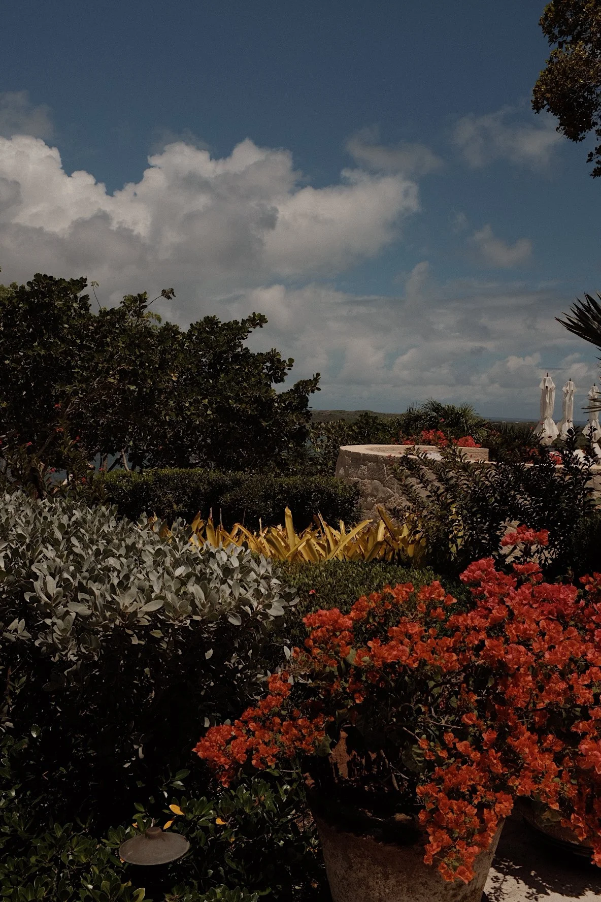 Lush garden with vibrant red and yellow flowers, green shrubs, and a clear blue sky with clouds in the background.