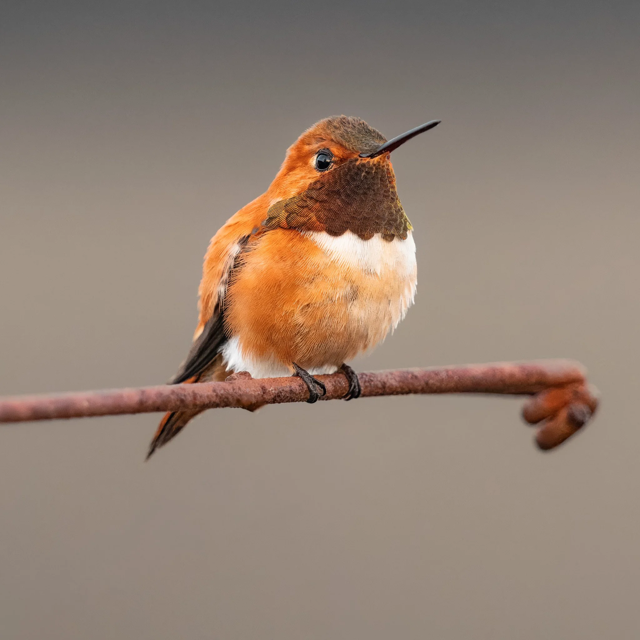 humming bird on a wire2DSC09171-rawdenoise-sharpen-3.jpg