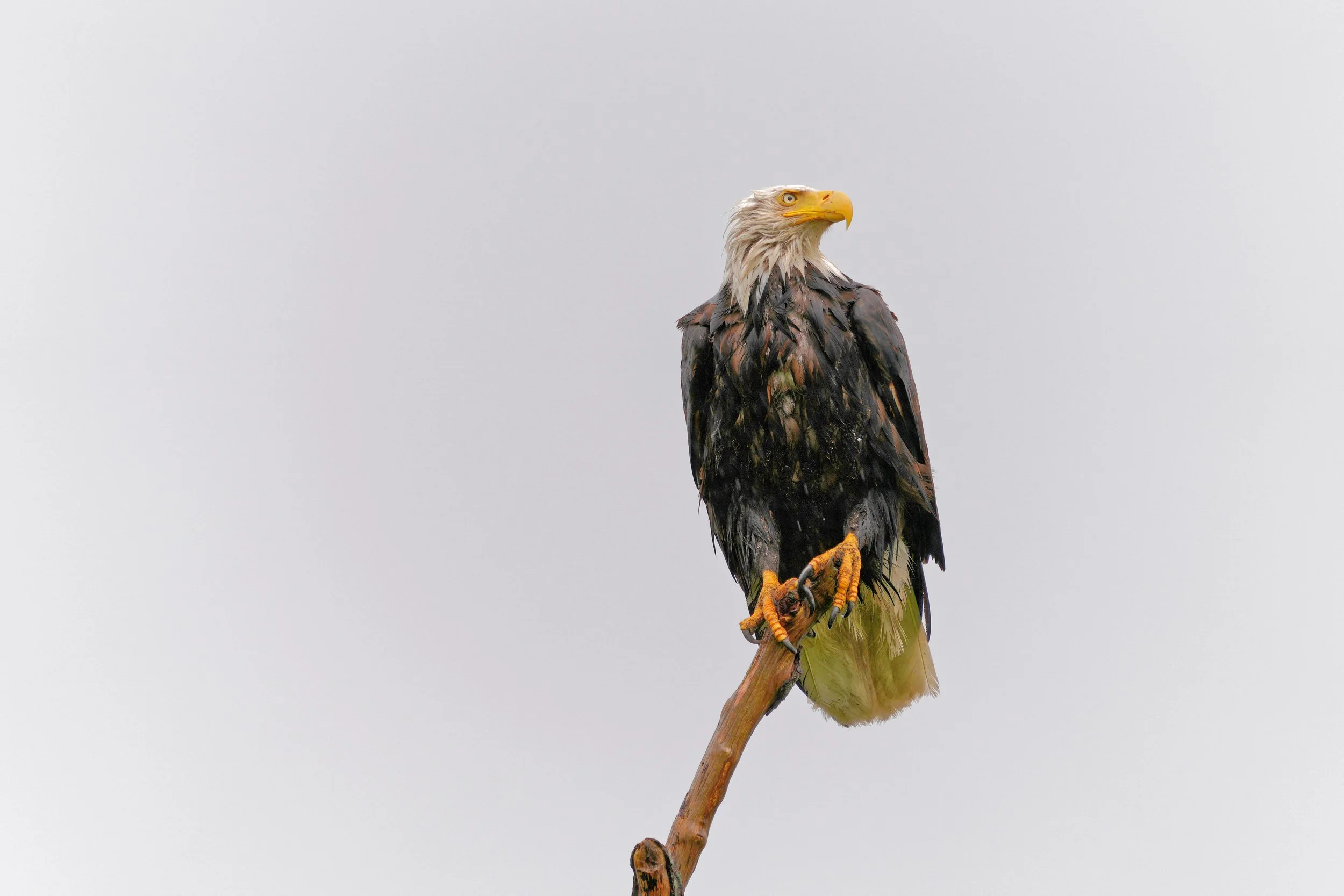 wet thanksgiving eagle .JPG