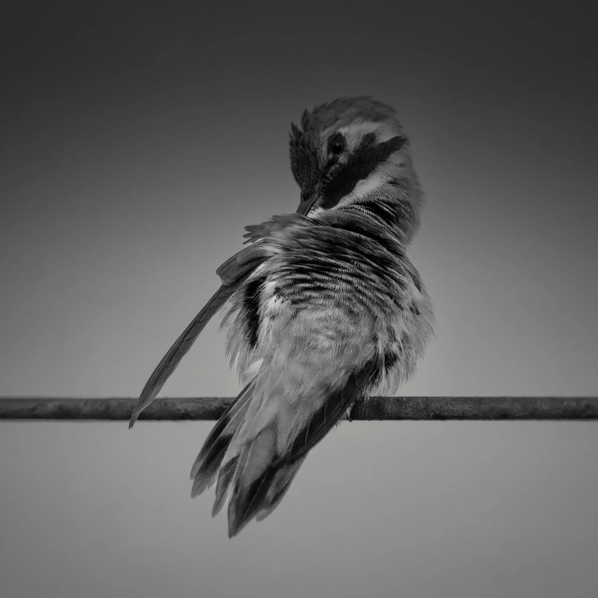 humingbird pose17RV07827-rawdenoise-2.jpg
