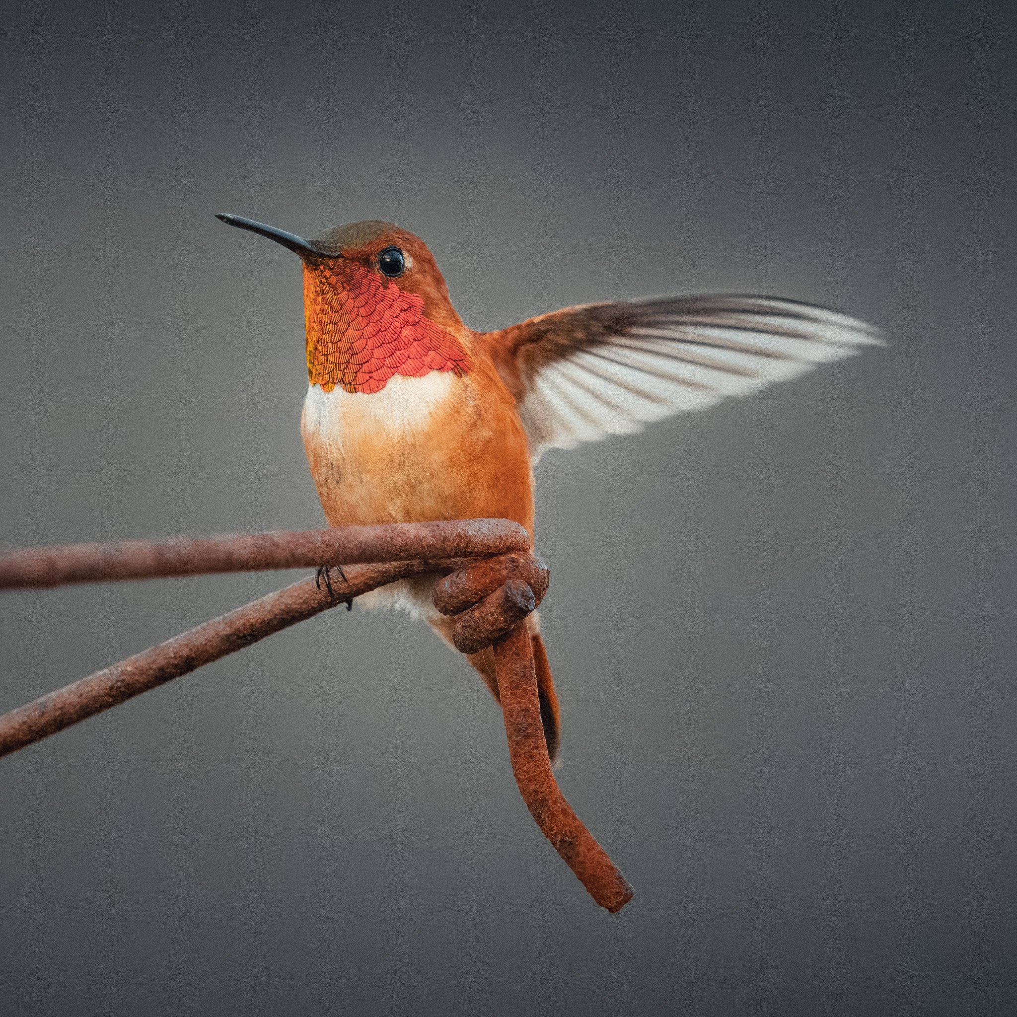 humming bird on a wireDSC09216-rawdenoise-sharpen.jpg