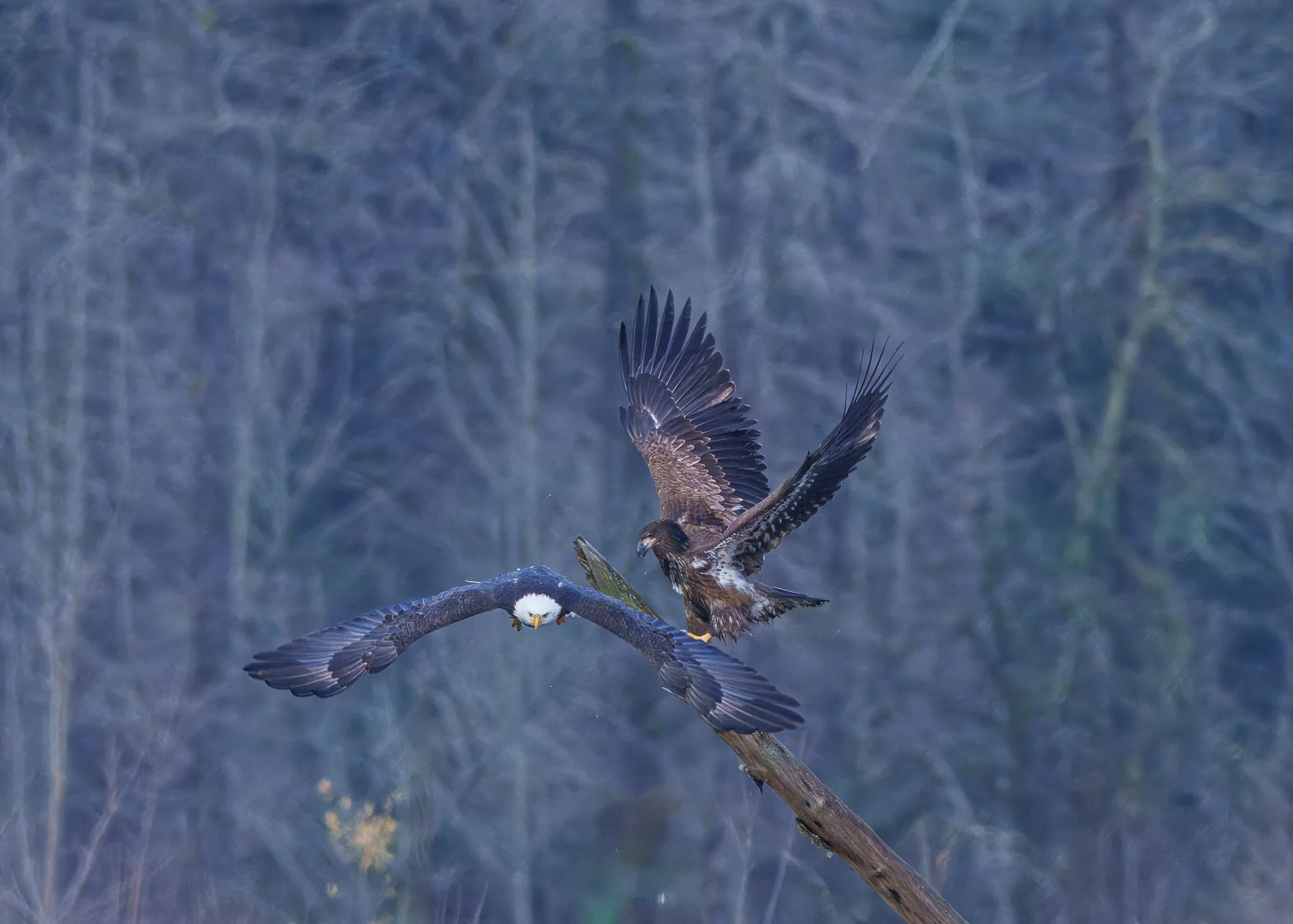 eagle coming down DSC01420-topaz-rawdenoise-3.jpg