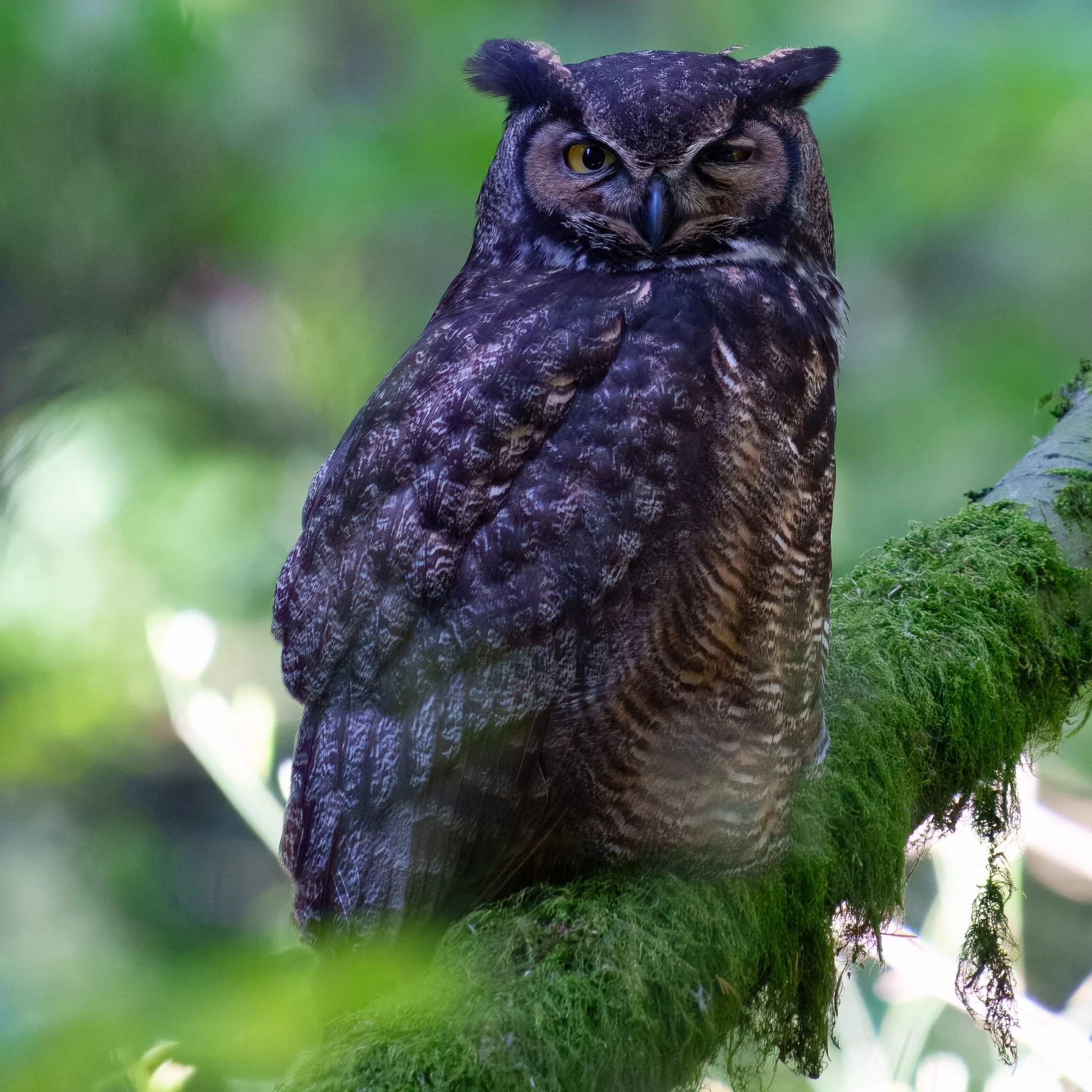 papa owl7RV08180-rawdenoise-sharpen.jpg