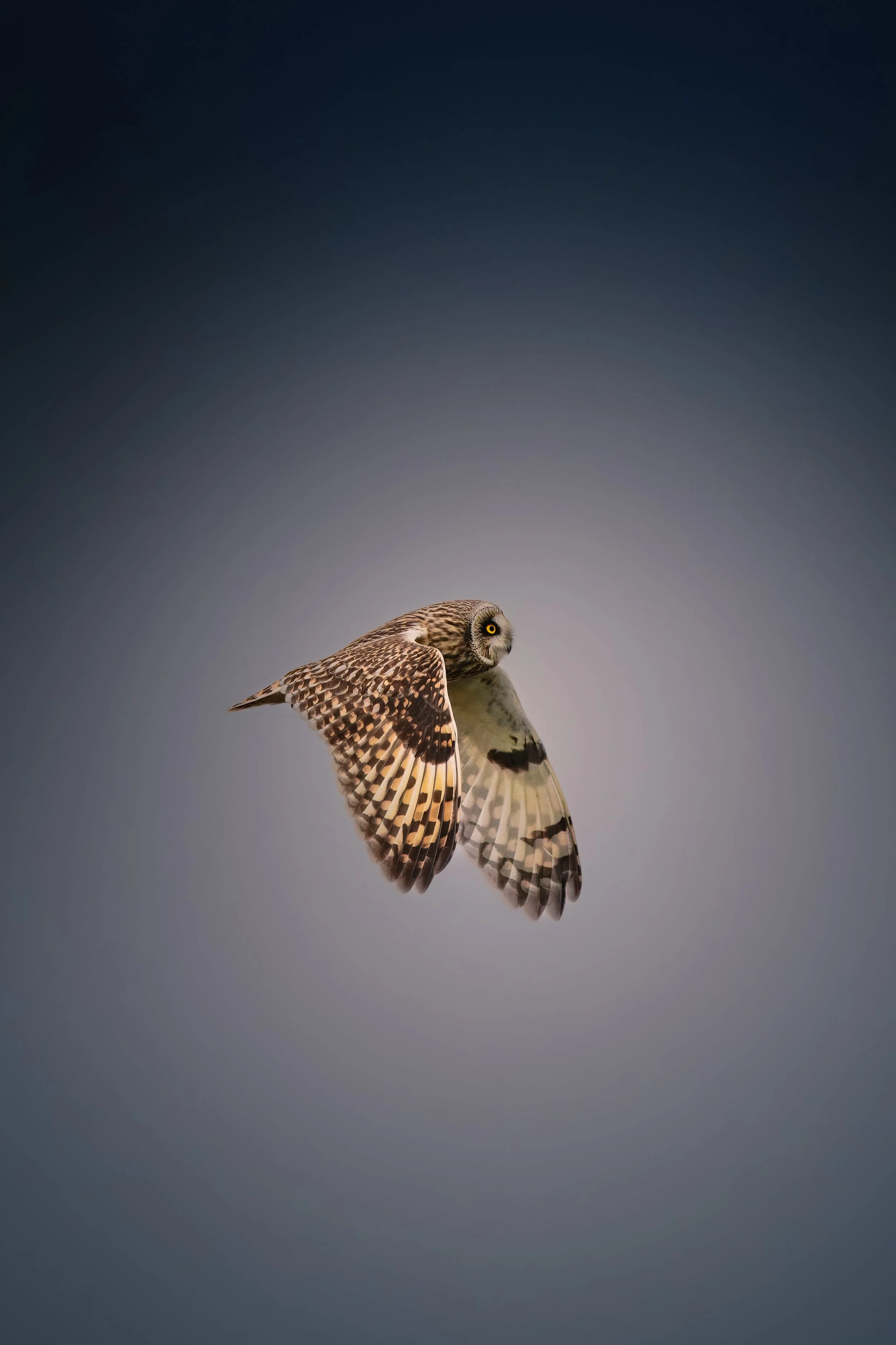 owl mid flight7RV06531-rawdenoise-sharpen-5.jpg