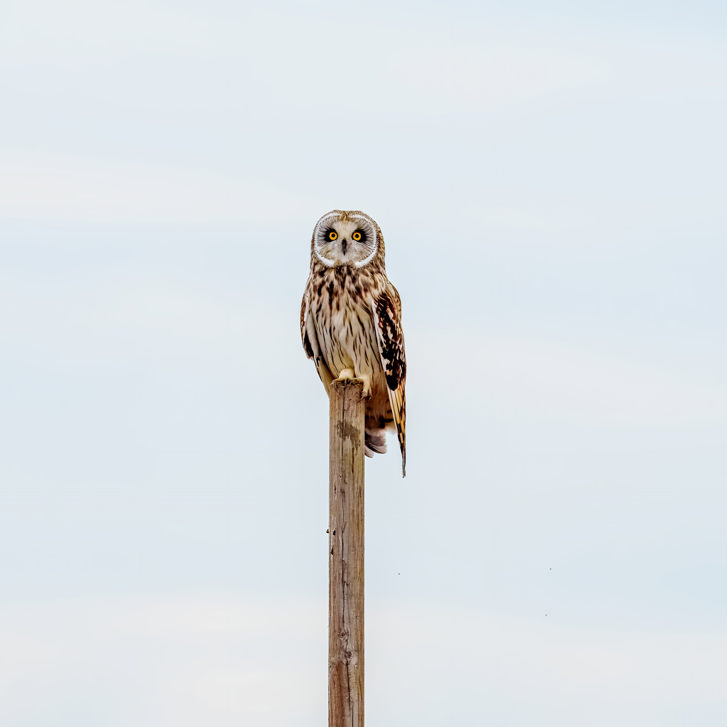 cellphonecjpgowl .jpg