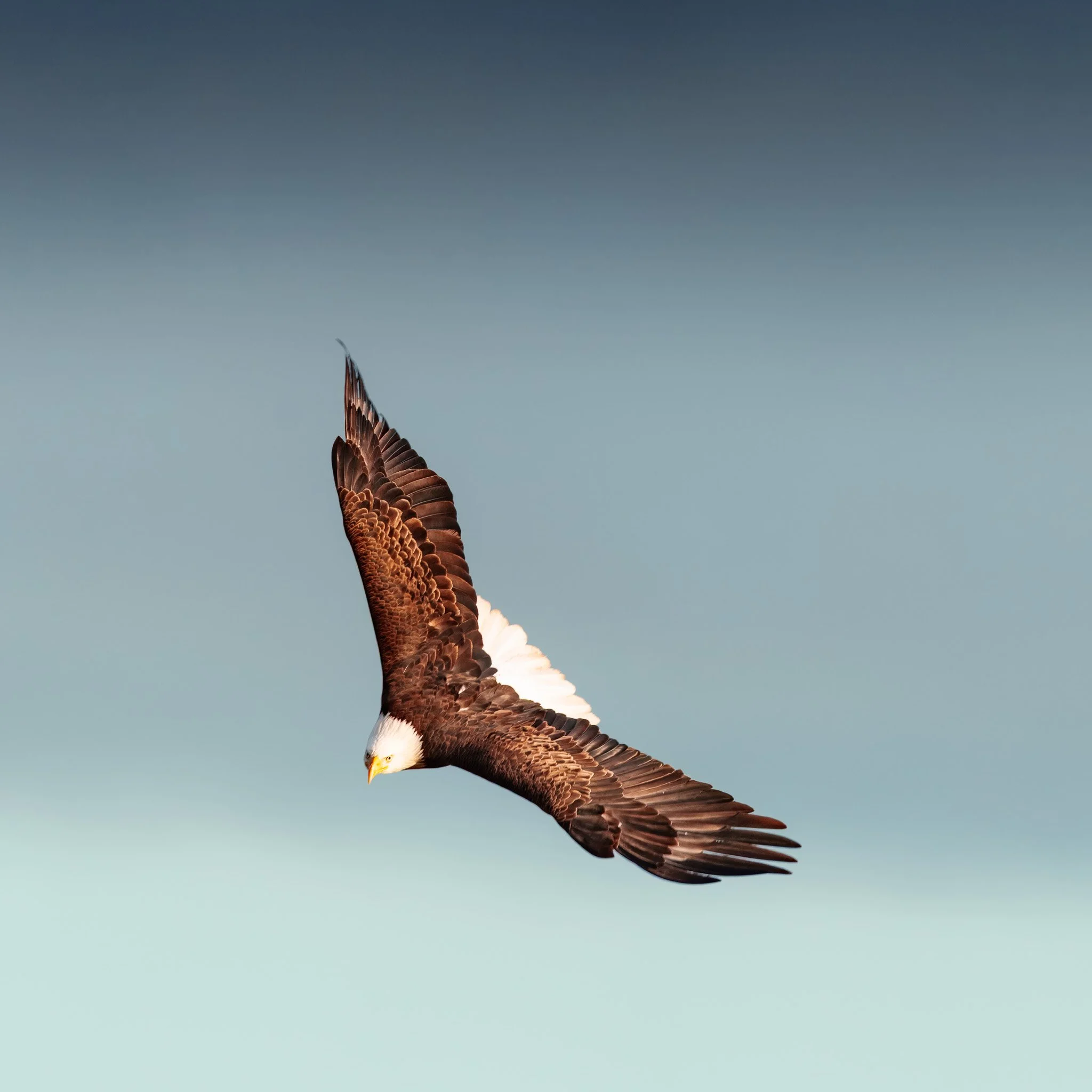 eagle mid air 017RV05754-rawdenoise-sharpen-2.jpg