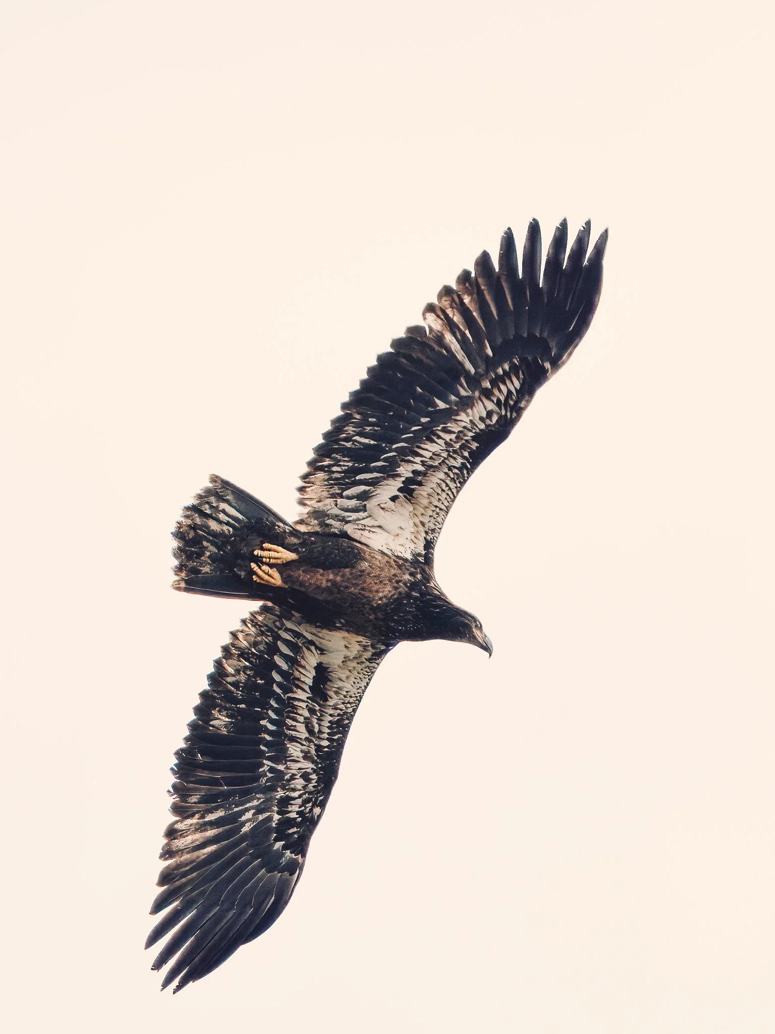 young eagle in the air7RV09978-topaz-rawdenoise-sharpen-5.jpg