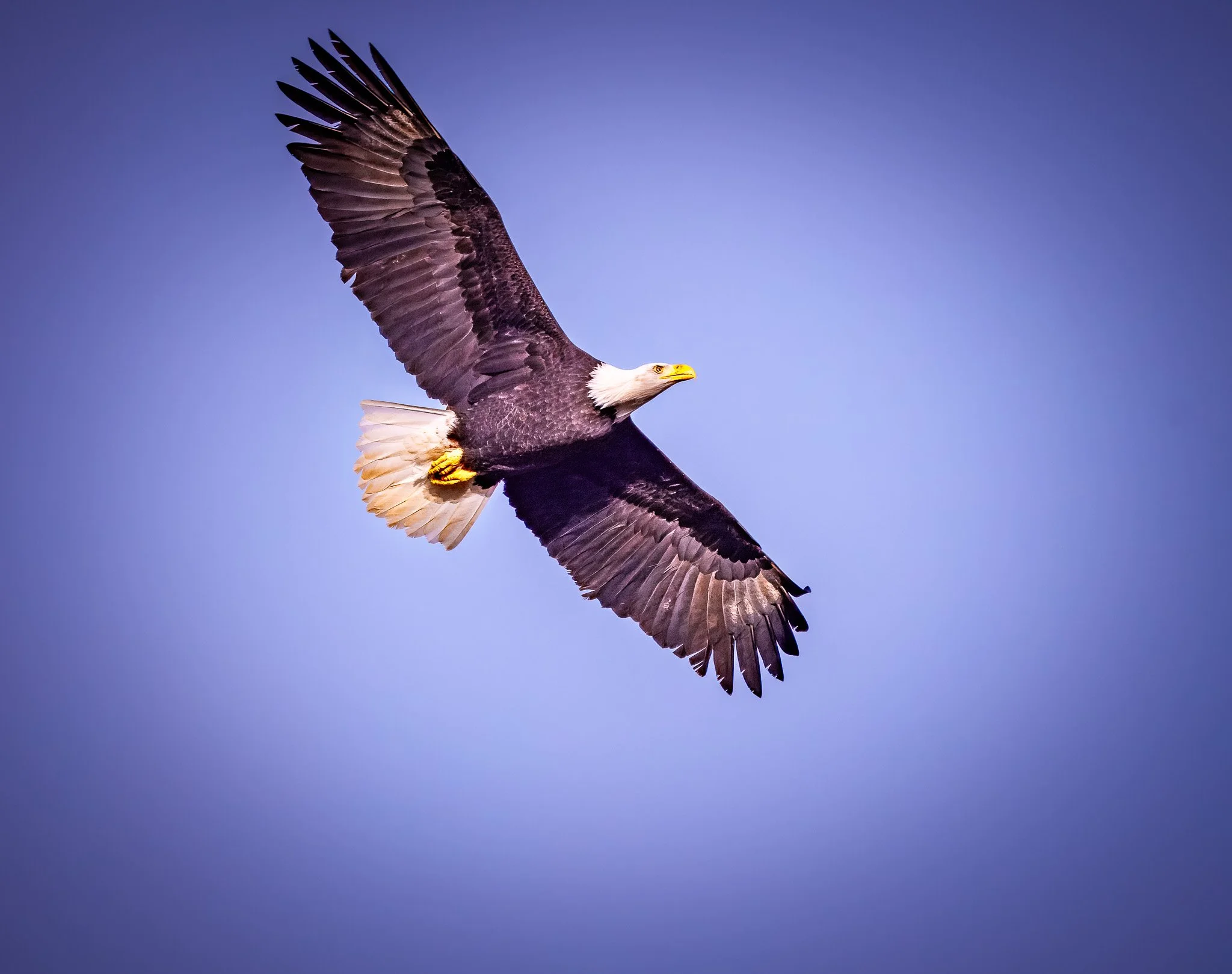 river eagle wide flyingDSC01550-topaz-rawdenoise-sharpen-5.jpg