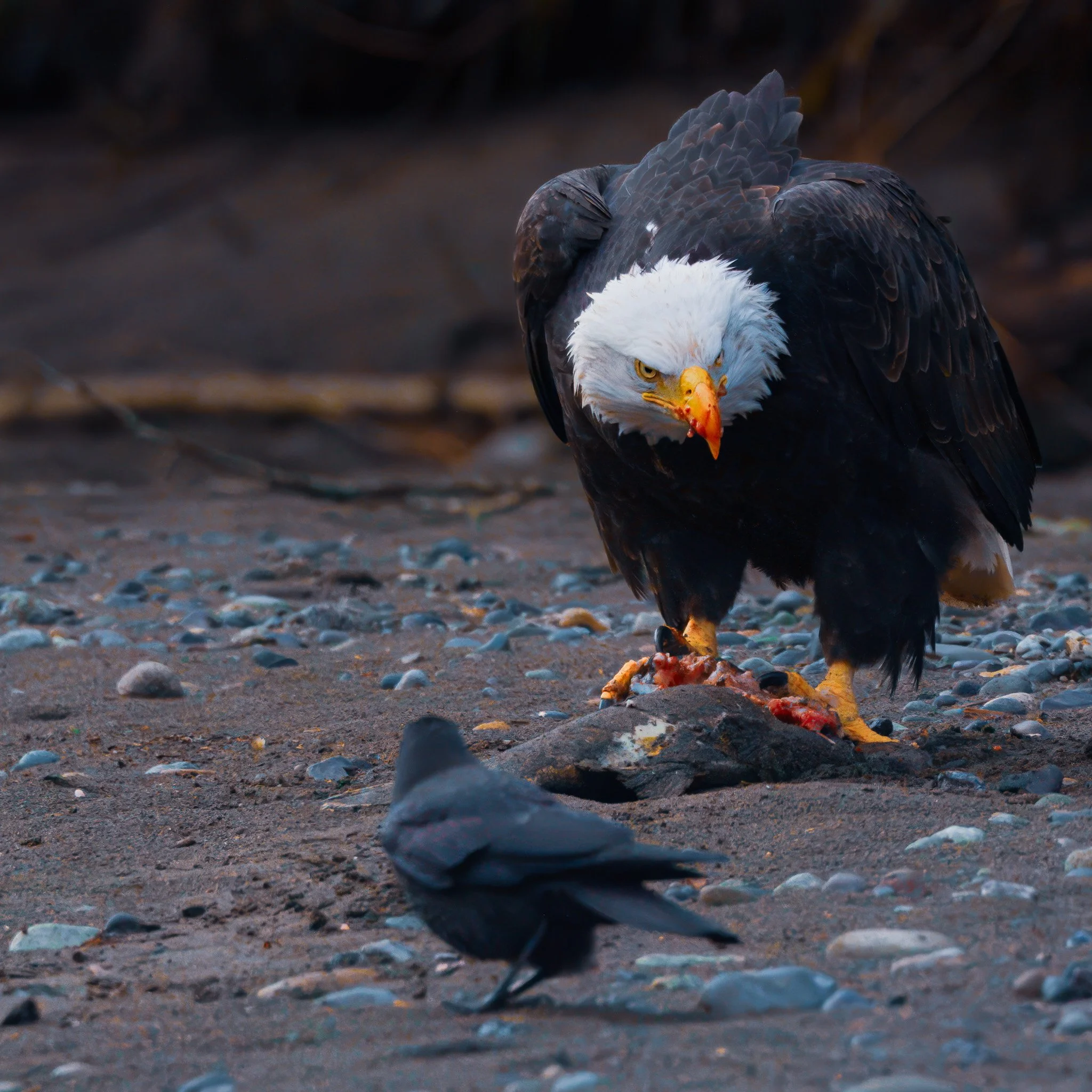 eagle defends food DSC02737-rawdenoise.jpg