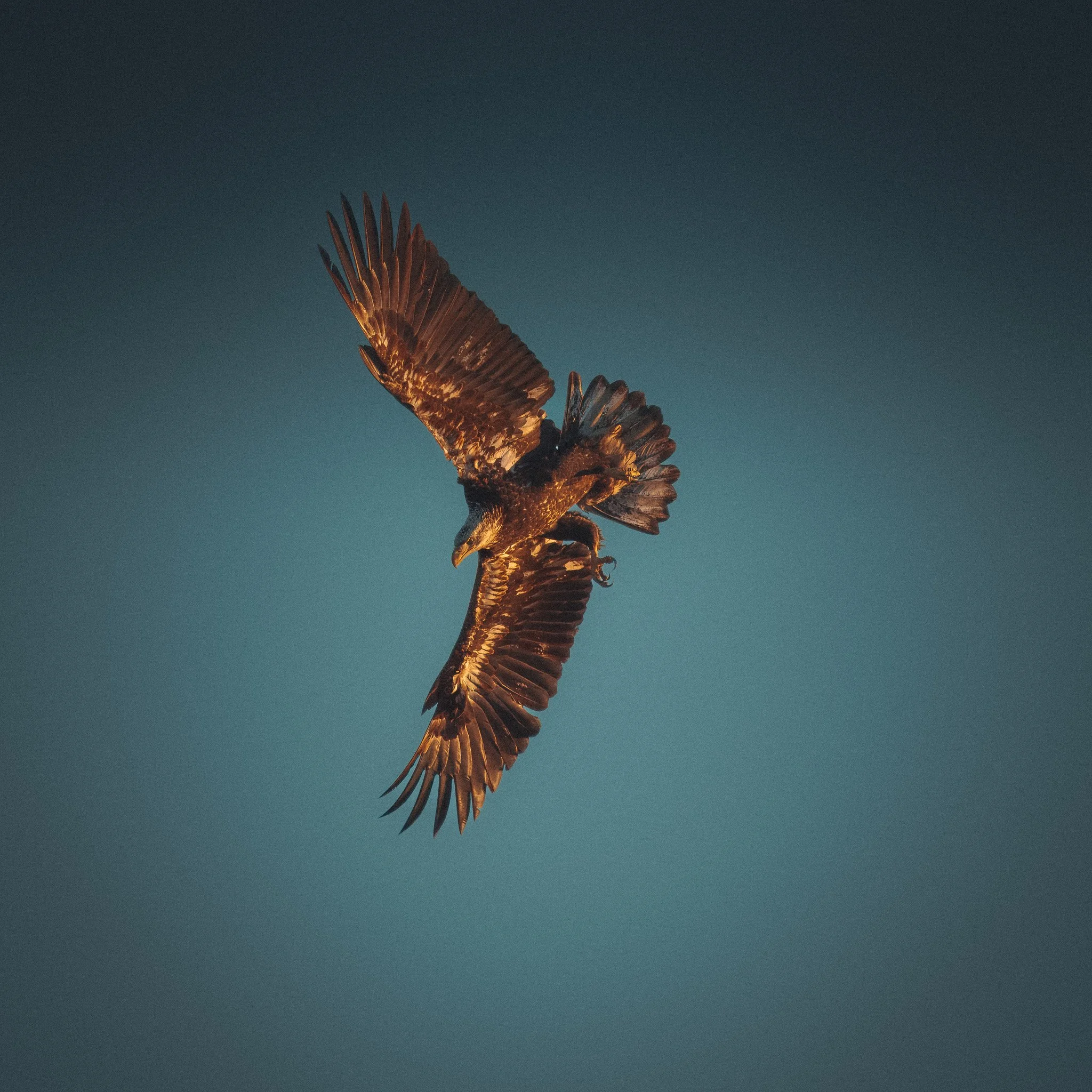 eagle fligt catch4DSC07774-rawdenoise-sharpen-3 2.jpg