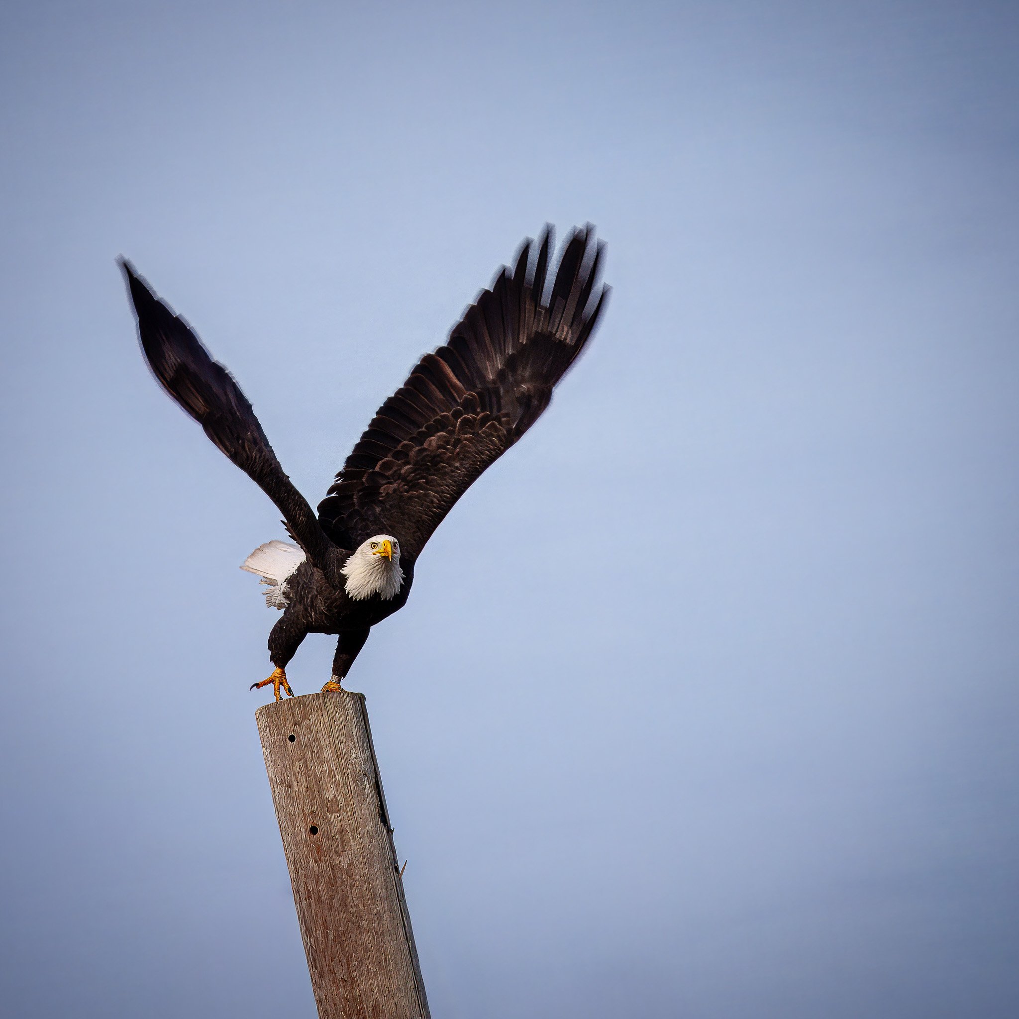 eagle taking off of a pole 237RV07865-topaz-rawdenoise-sharpen-2.jpg