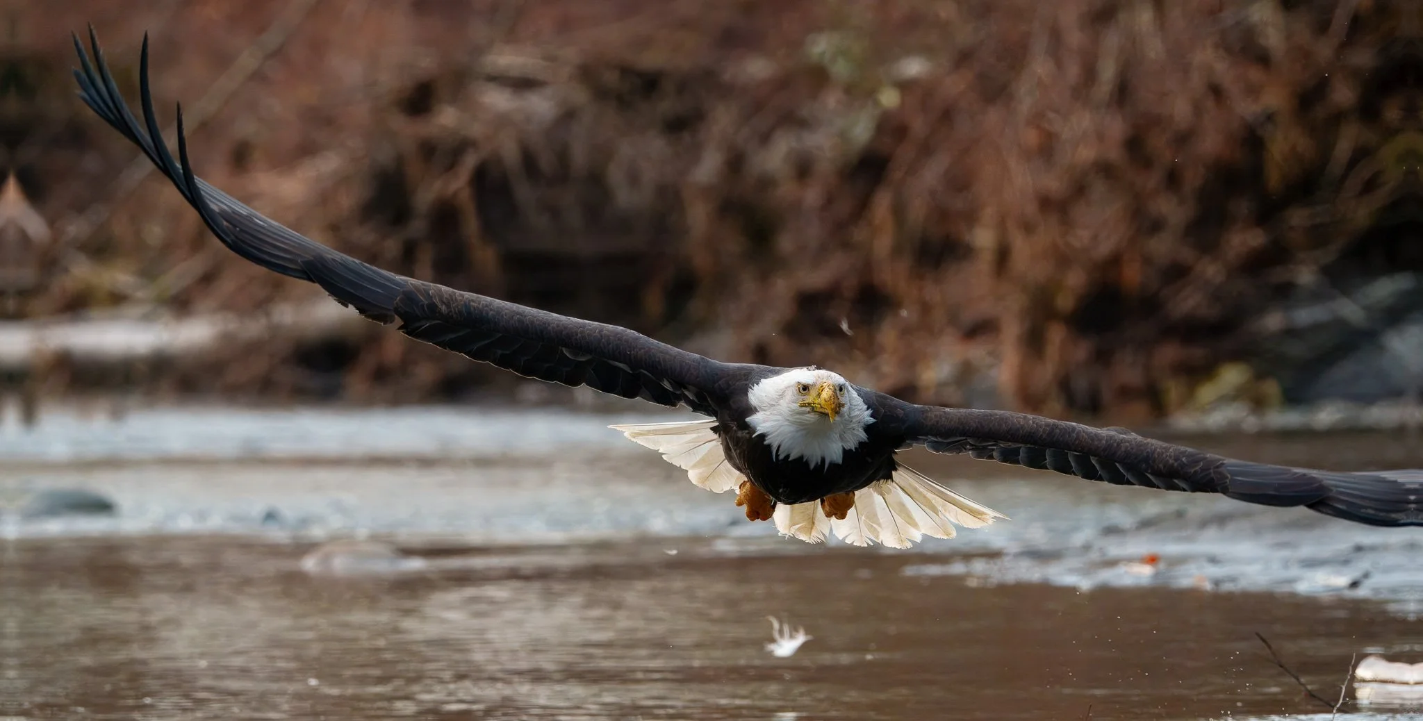 eagle cover shot1DSC03235-rawdenoise-4.jpg