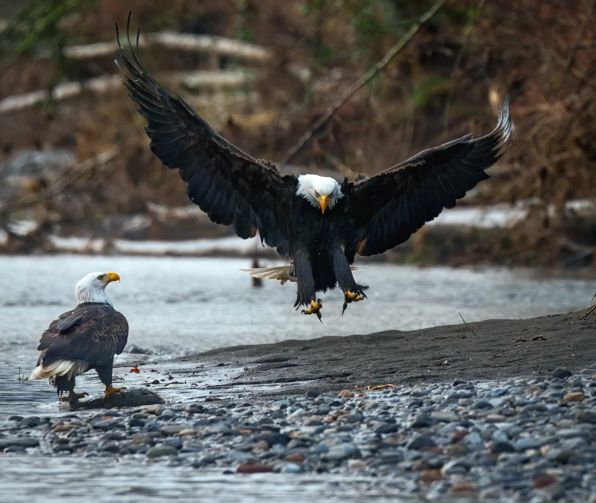 eagle coming hot 17RV04618-topaz-rawdenoise-2.jpg