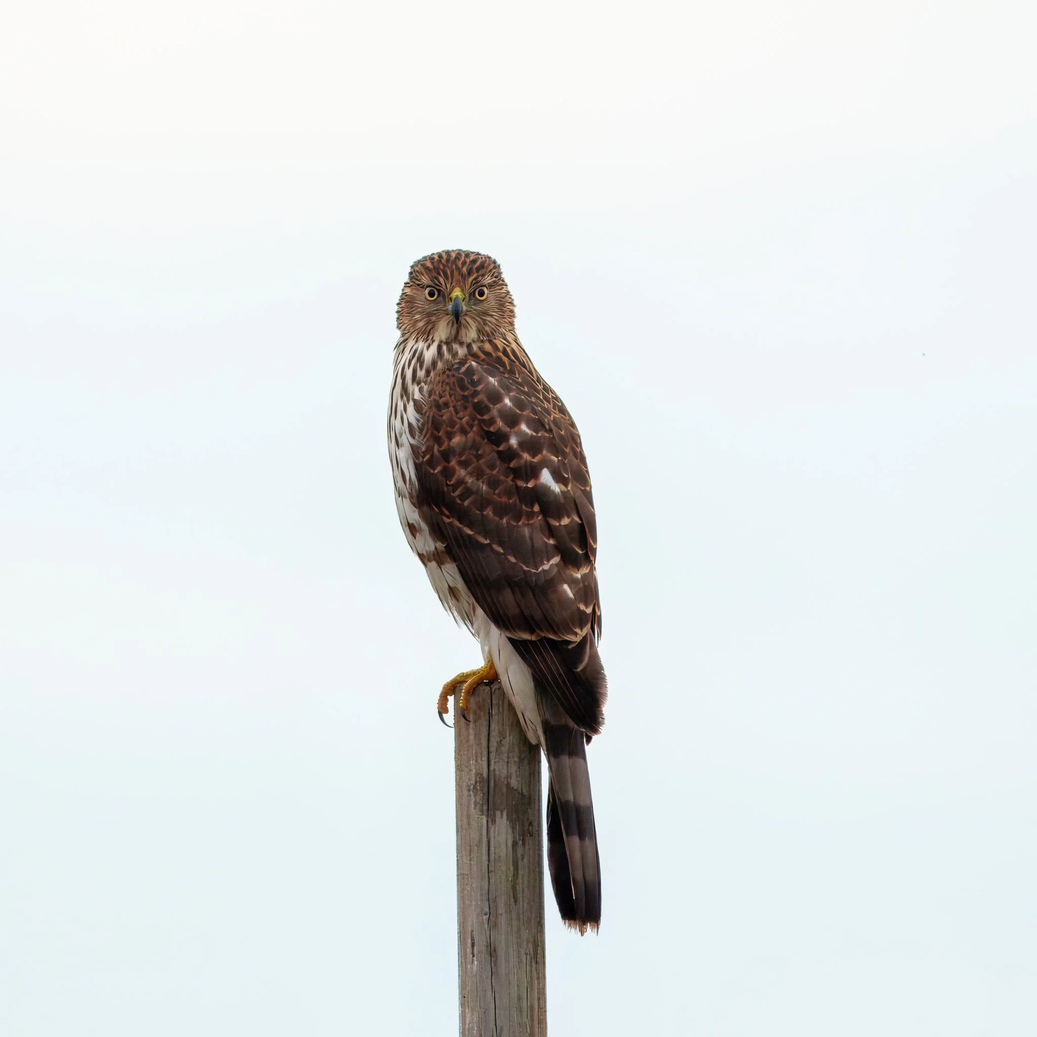 coper hawk1DSC06389-rawdenoise-sharpen.jpg