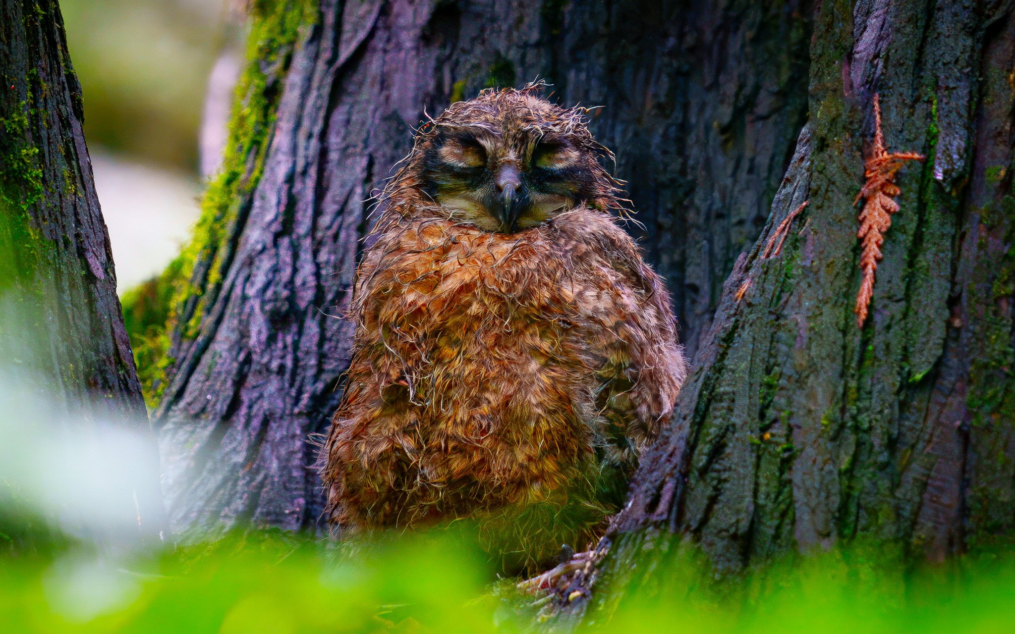owl wet 23DSC04617-rawdenoise-2.jpg