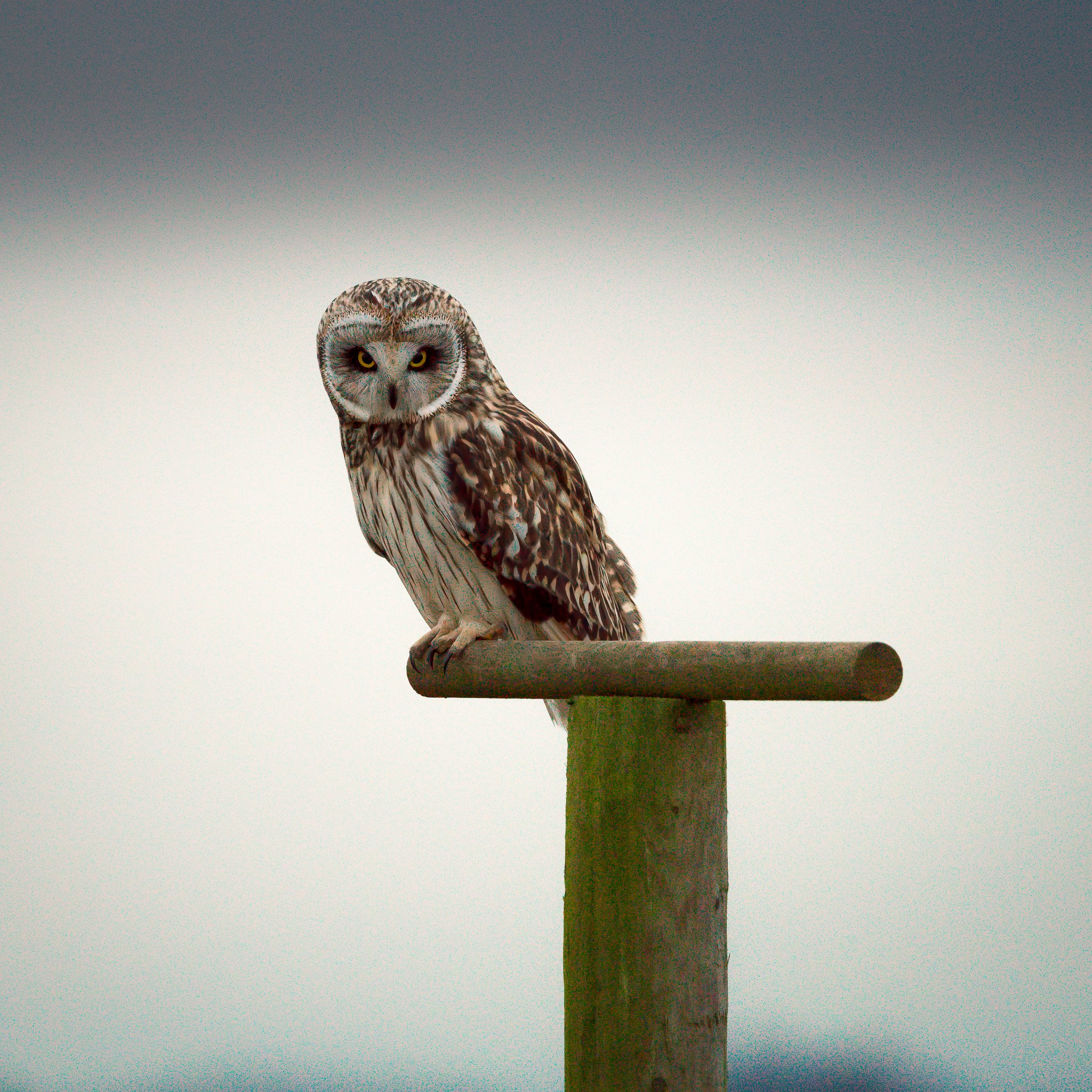 cute owl look aiarty1.jpg