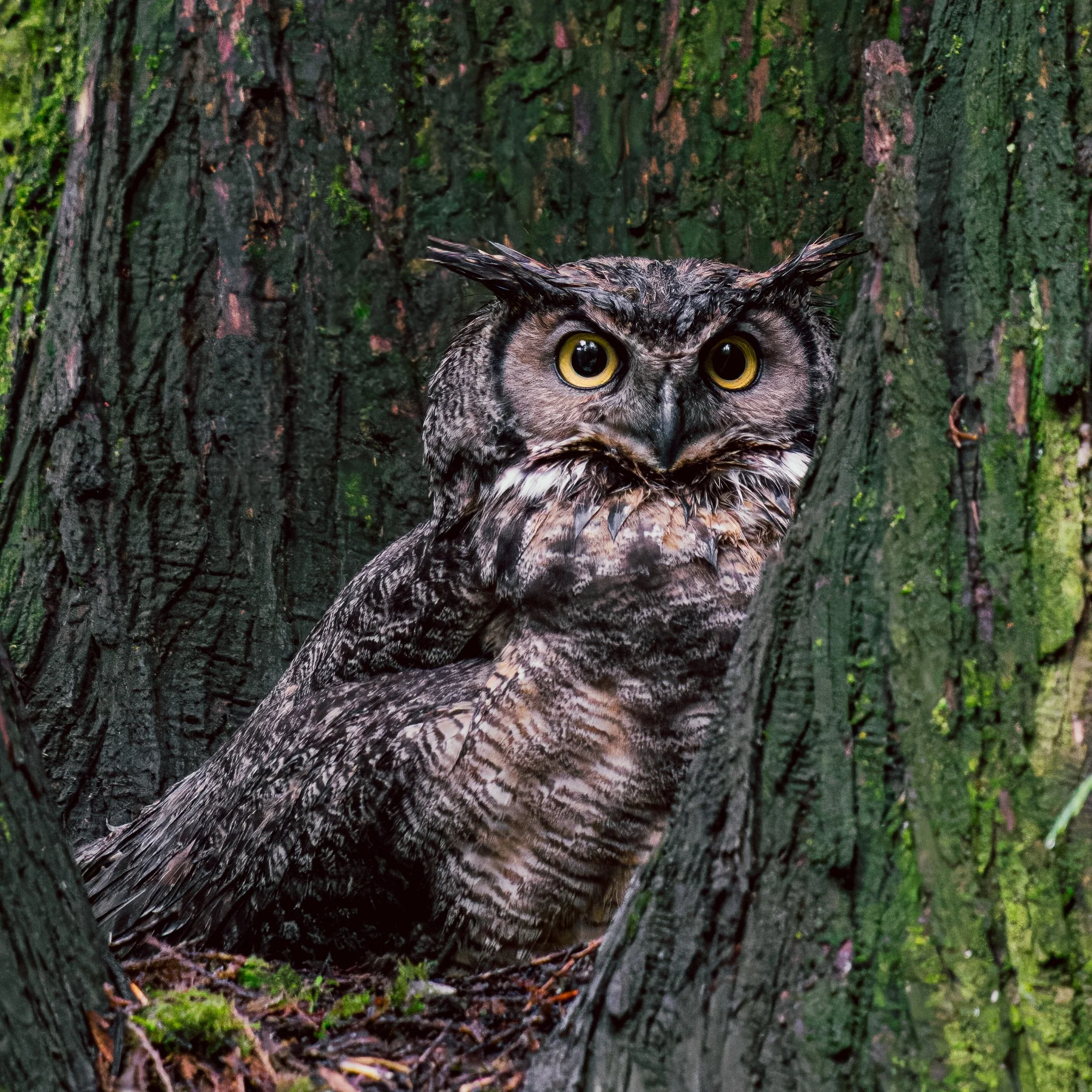 wet owl in nest.jpg