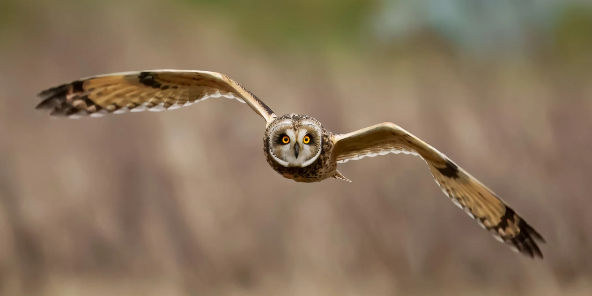 owl flight 2DSC06861-rawdenoise-2.jpg