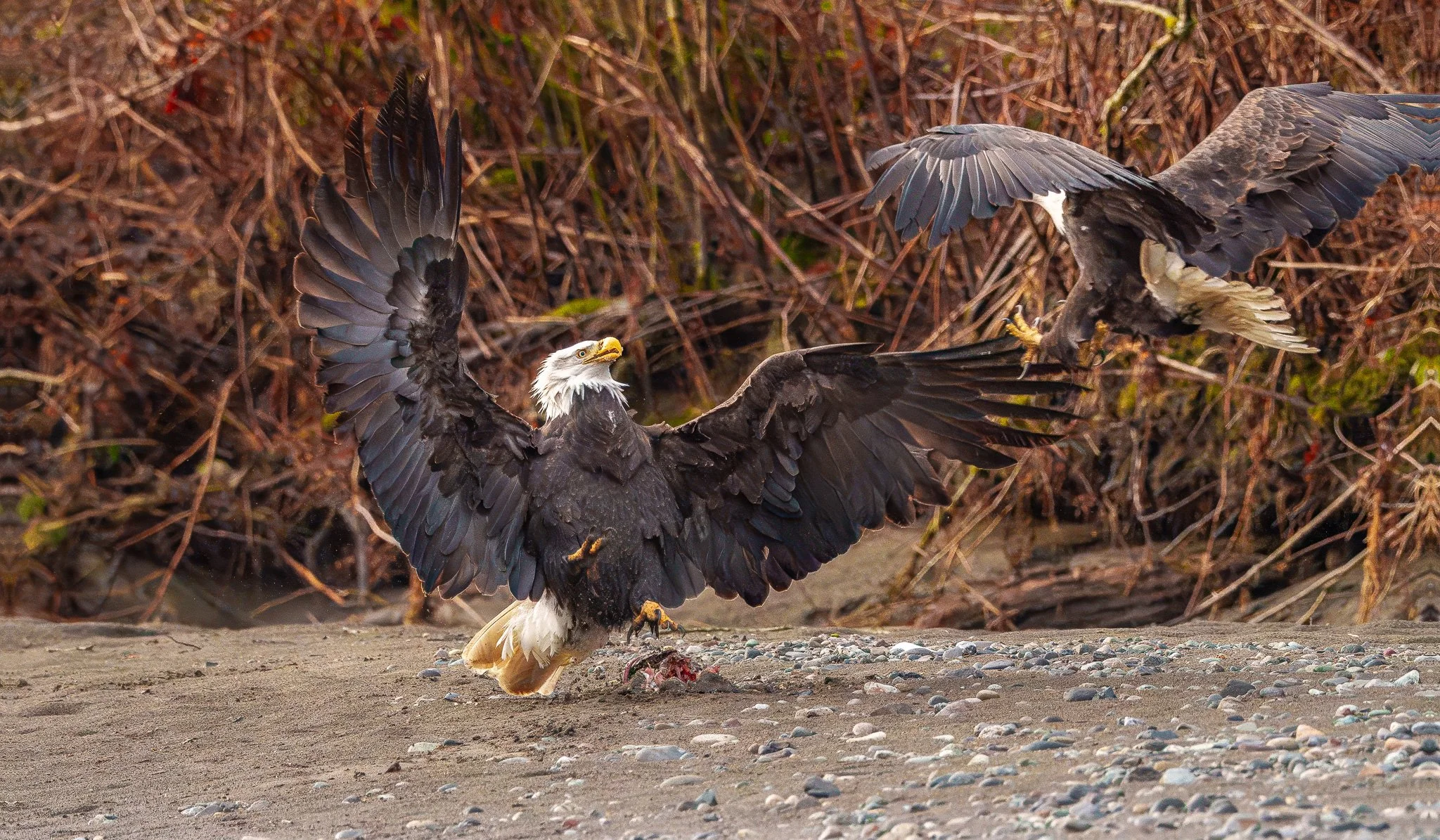 eagle fightDSC03073-topaz-rawdenoise.jpg