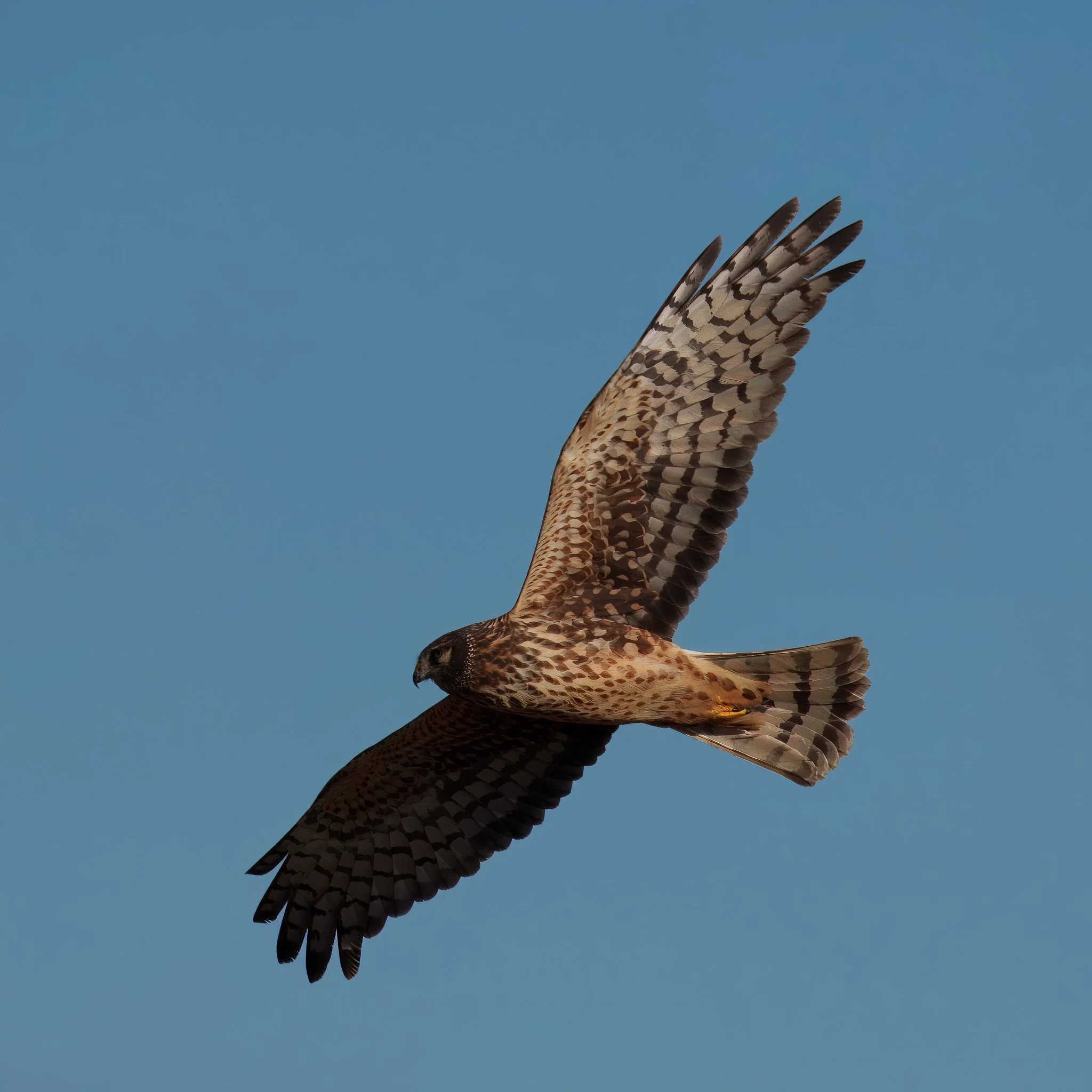 hawk flight23DSC07579-rawdenoise-sharpen.jpg
