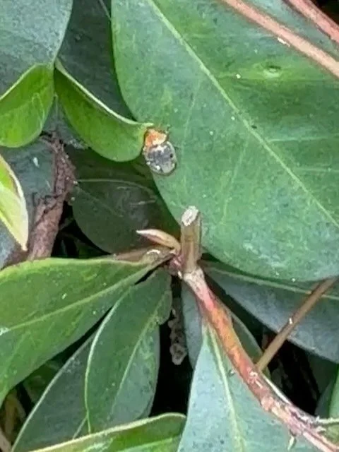 🛑 Hold the press!
Plot twist 🌿🐛
That &ldquo;slug&rdquo; isn&rsquo;t a slug at all&hellip;
It&rsquo;s the larvae of Paropsis calypso &mdash; aka the Lilly Pilly beetle.

🐞 Hedge Damage Alert! 🌿
Found Eugenia leaf beetles on a client&rsquo;s hedge