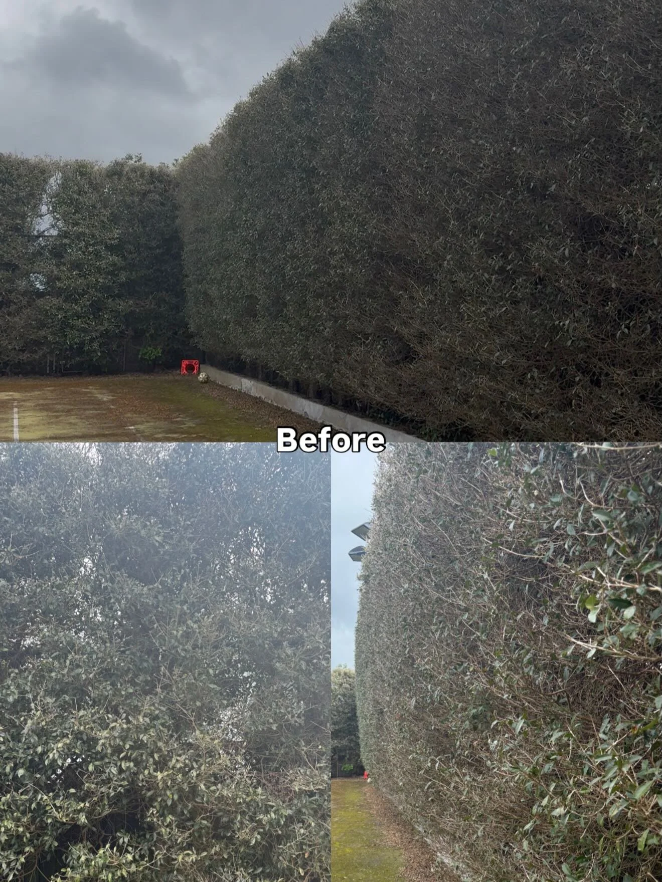 A little love goes a long way 🌿
From tired and stressed ➡️ lush and full again after ONE treatment.
This is why we do what we do at Garden Boosters.
#GardenBoosters #MEGABoost #BookYoursNow #hedgiesofinstagram