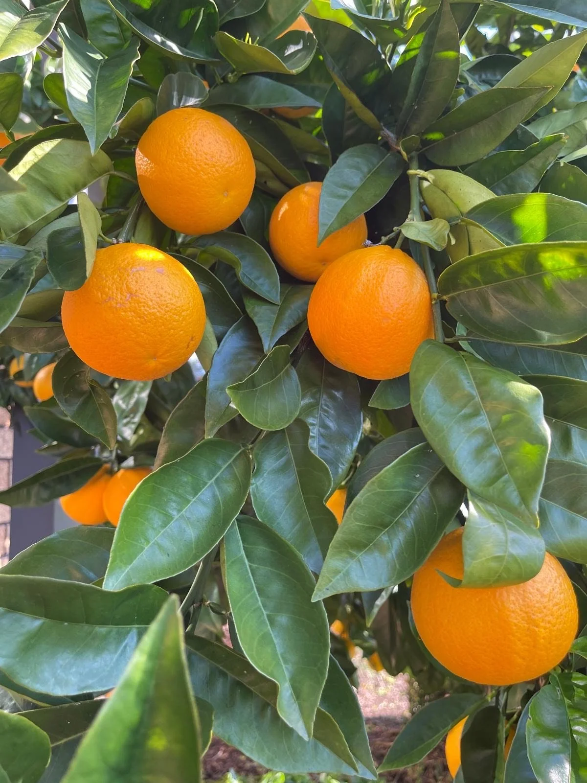 bf2b1792-a5d7-4ade-a966-5ca0fae36cb2 (1).jpeg