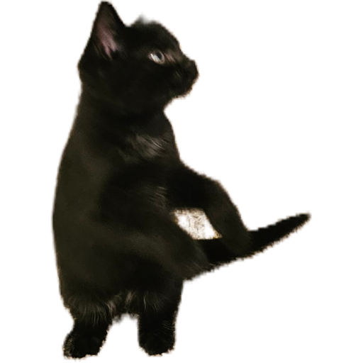 Pepper